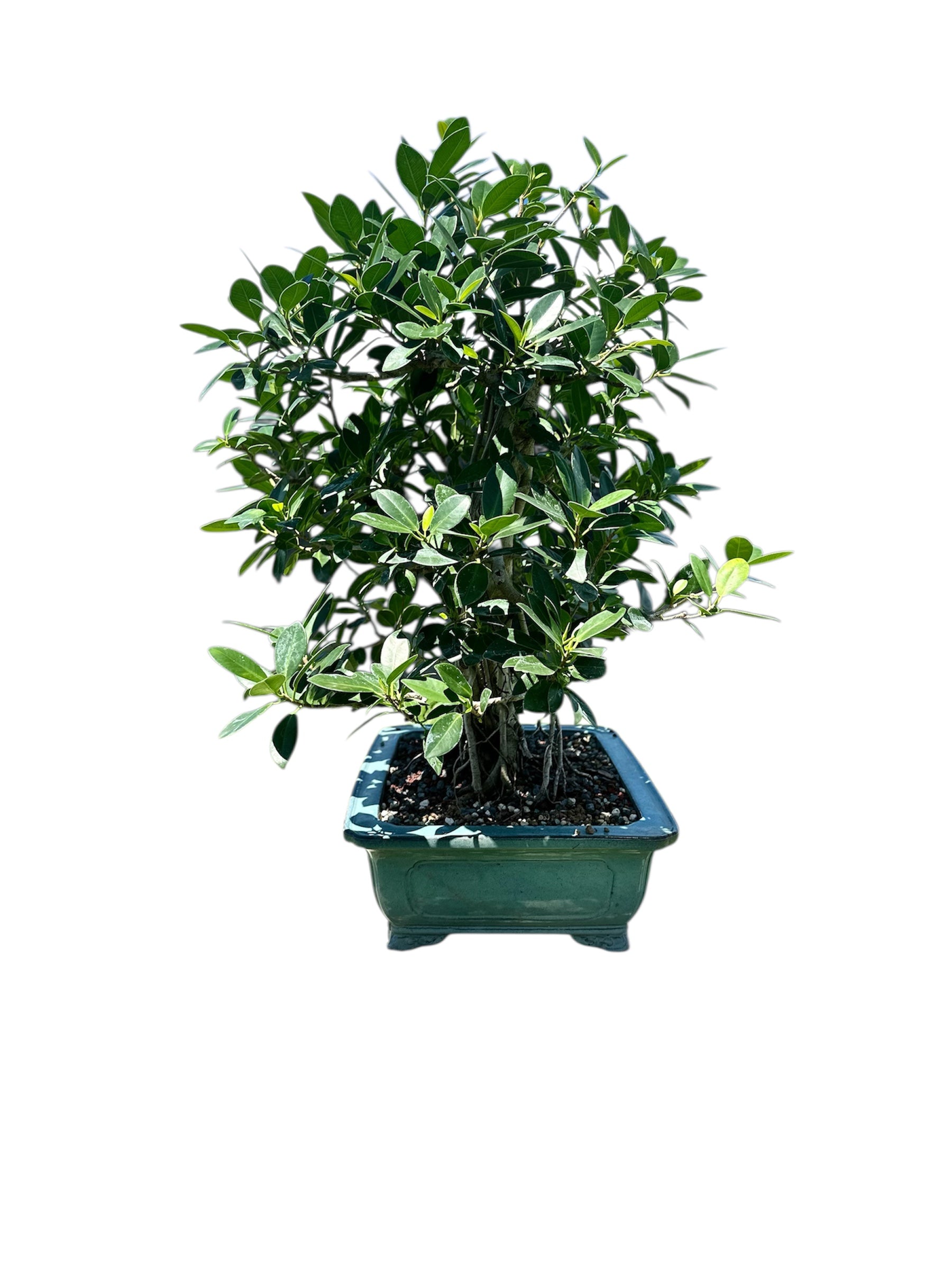 Green Island Ficus