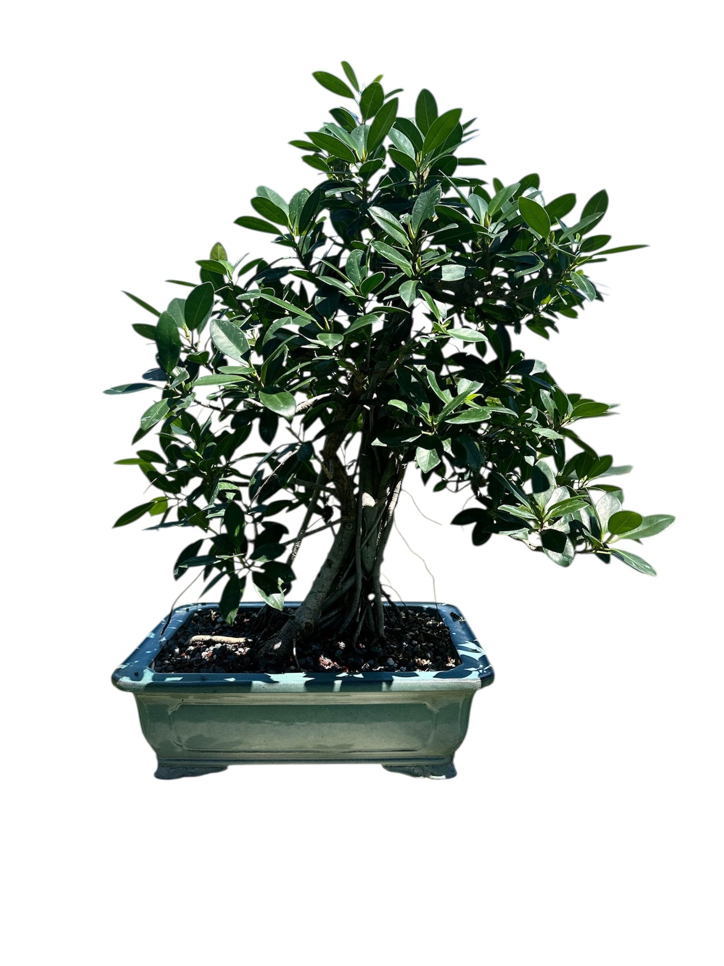 Green Island Ficus