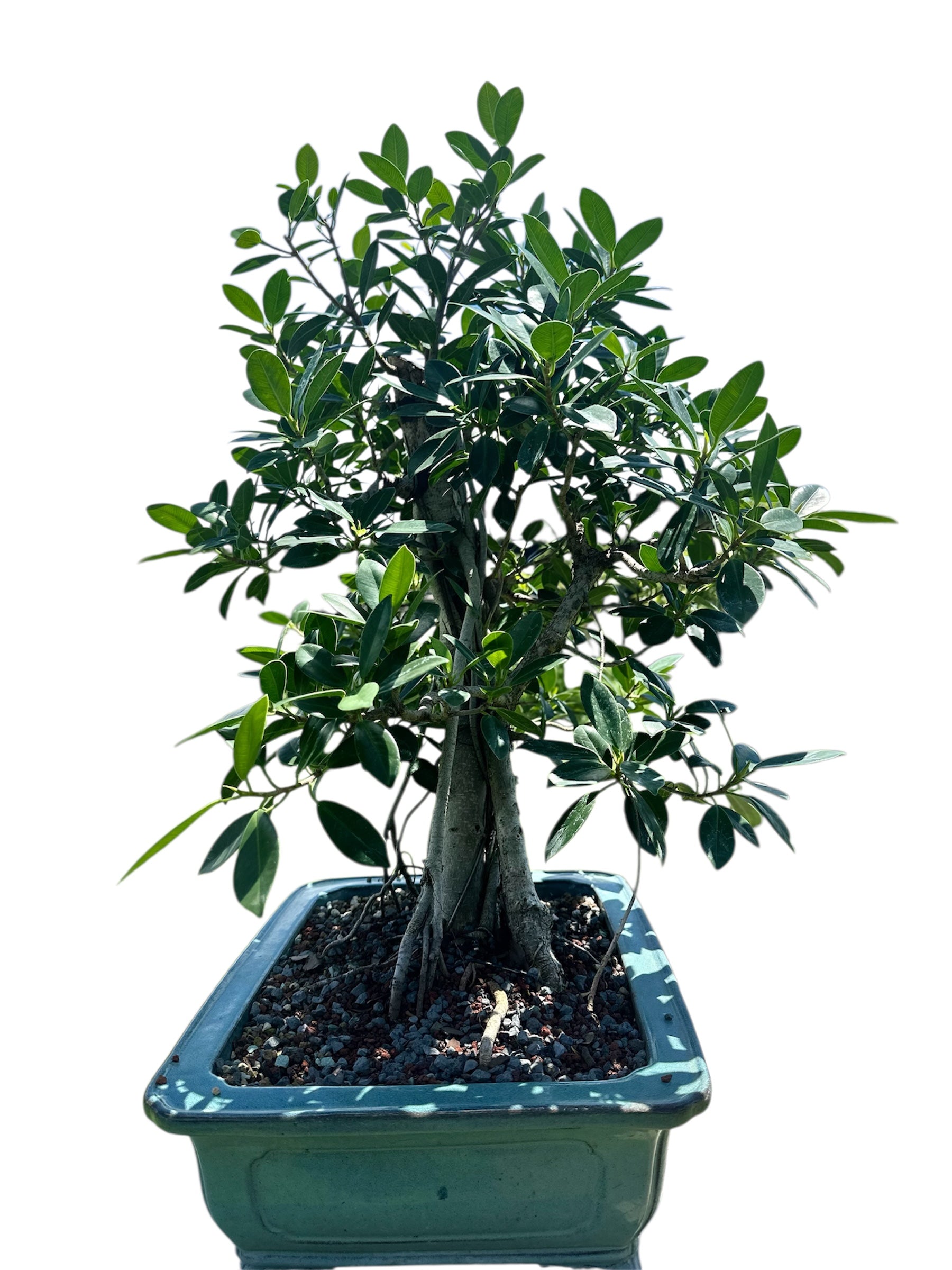 Green Island Ficus