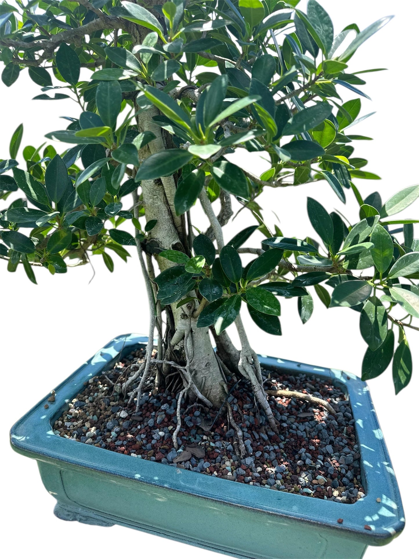 Green Island Ficus