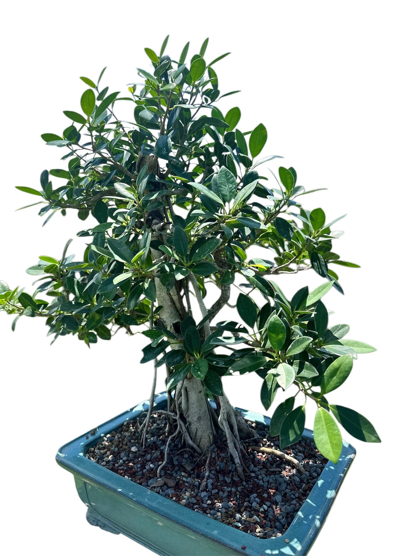 Green Island Ficus