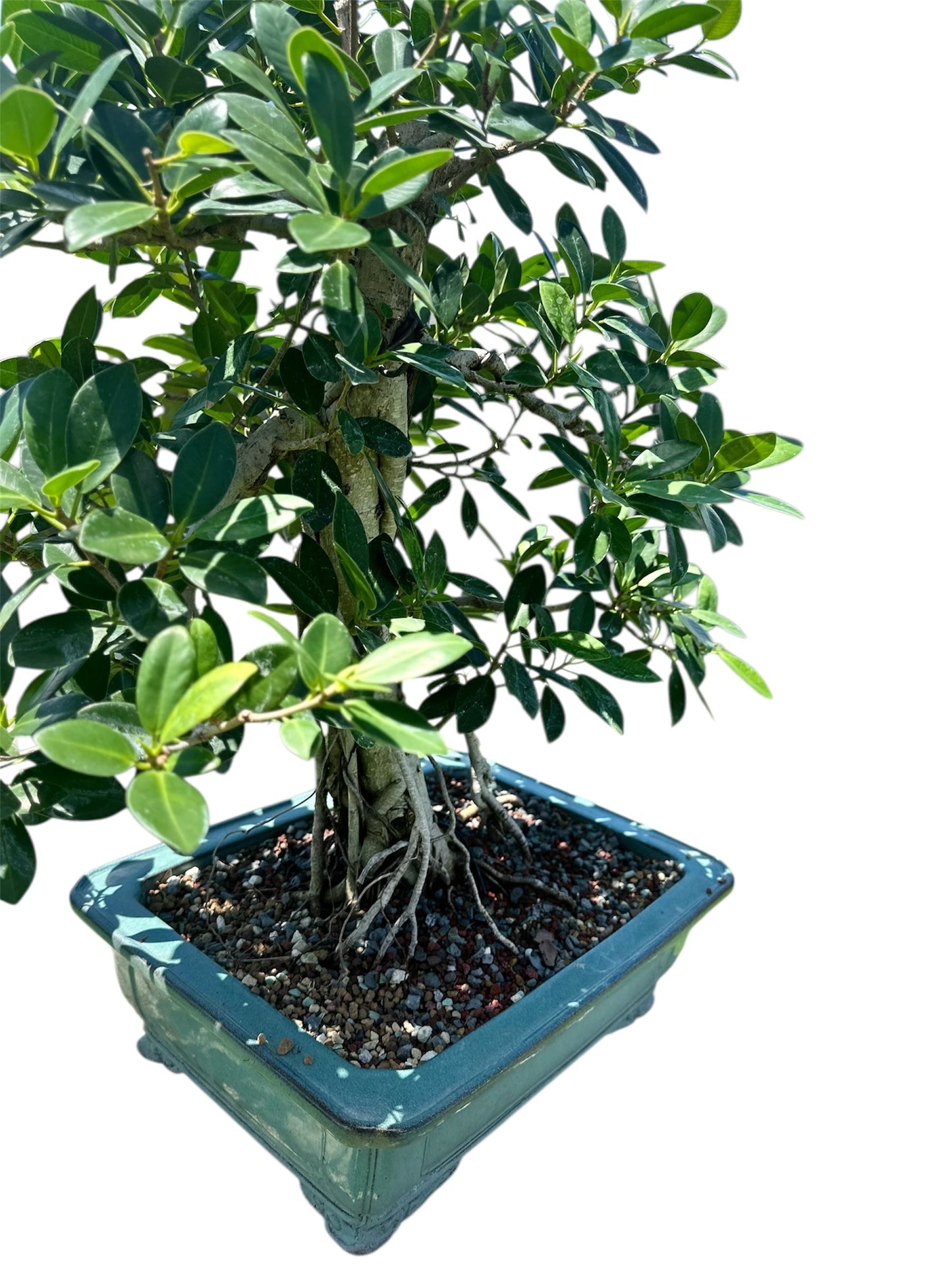 Green Island Ficus