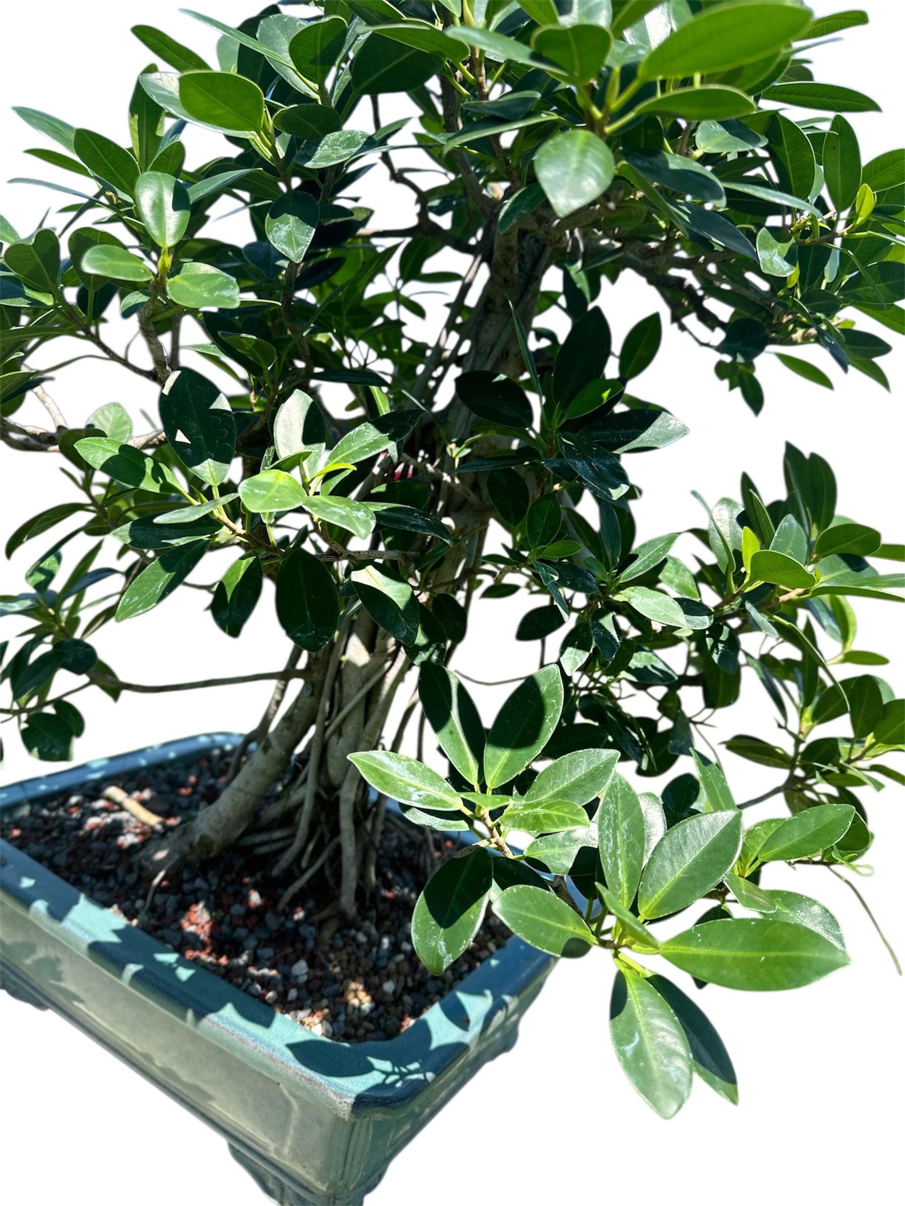 Green Island Ficus