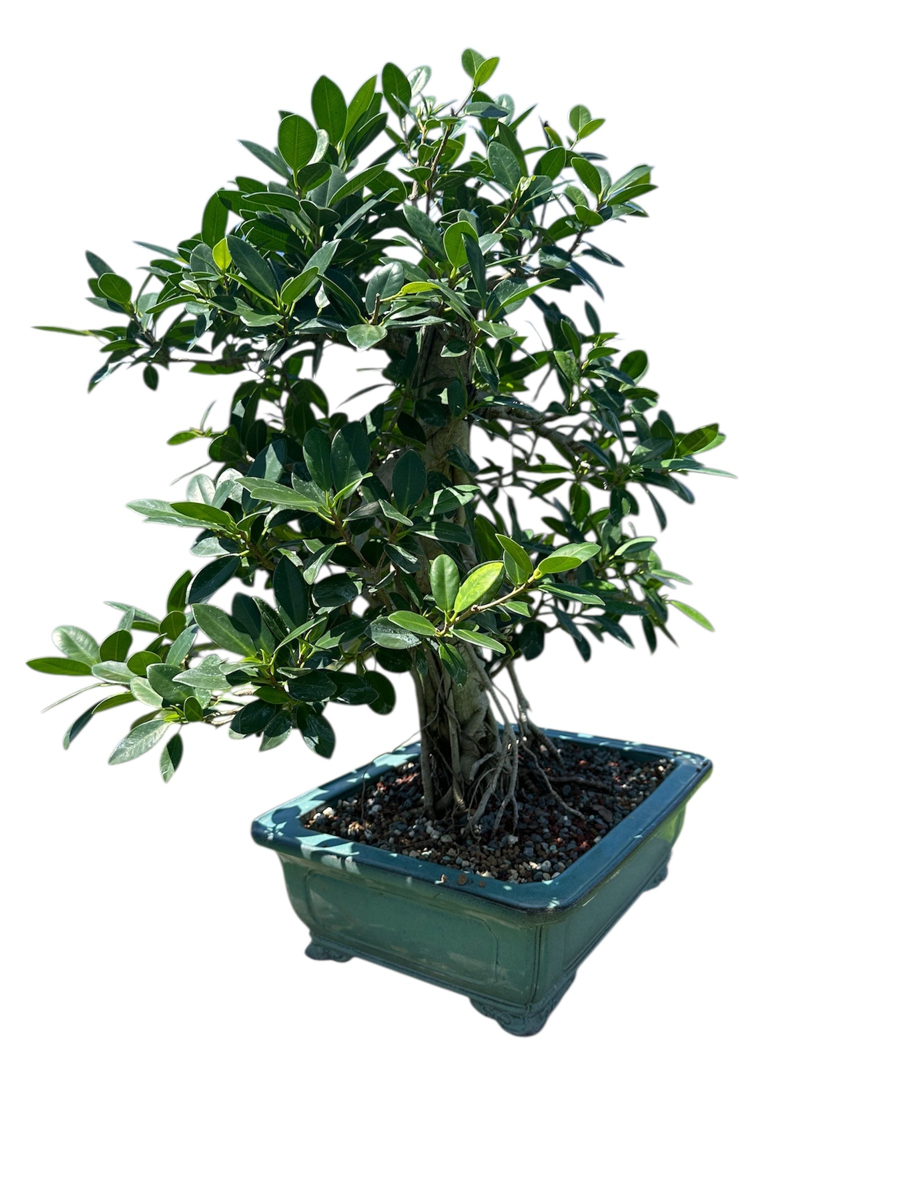 Green Island Ficus