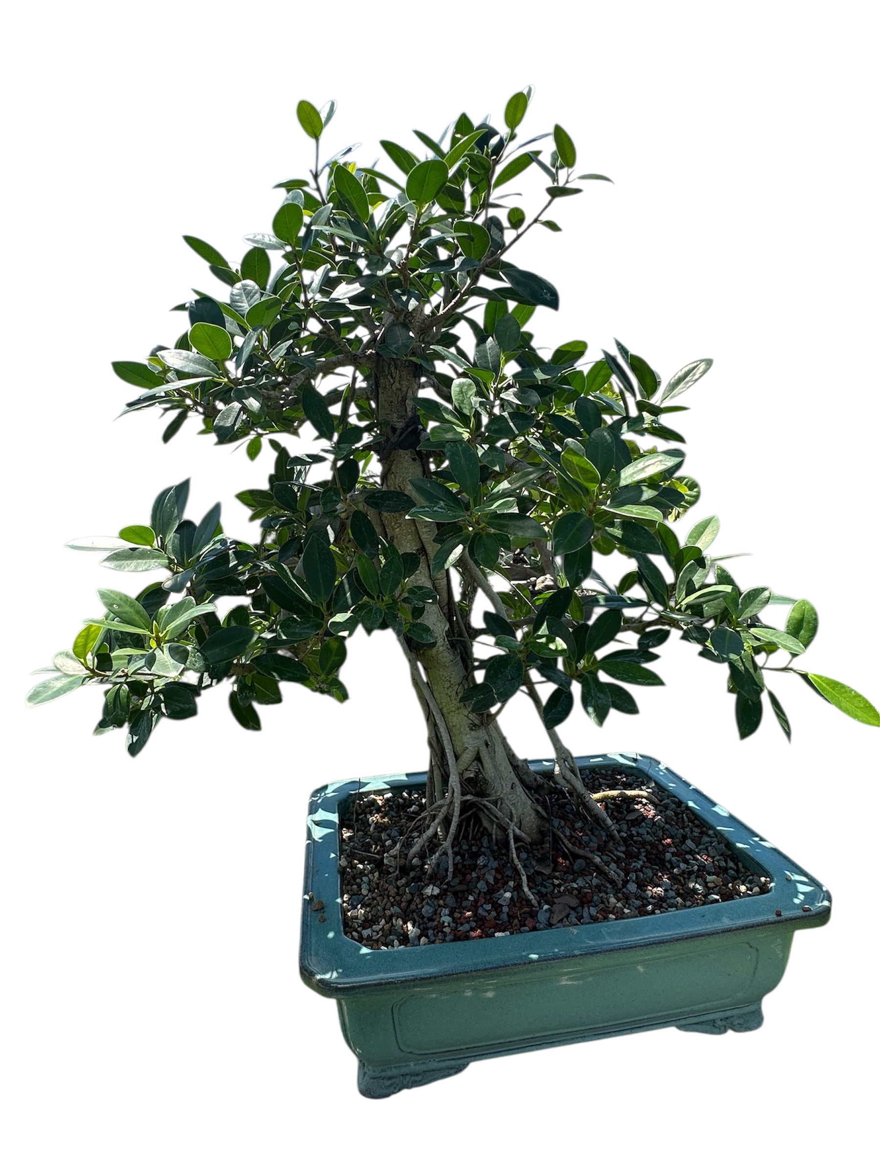 Green Island Ficus