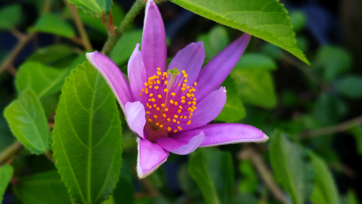 Grewia Flower