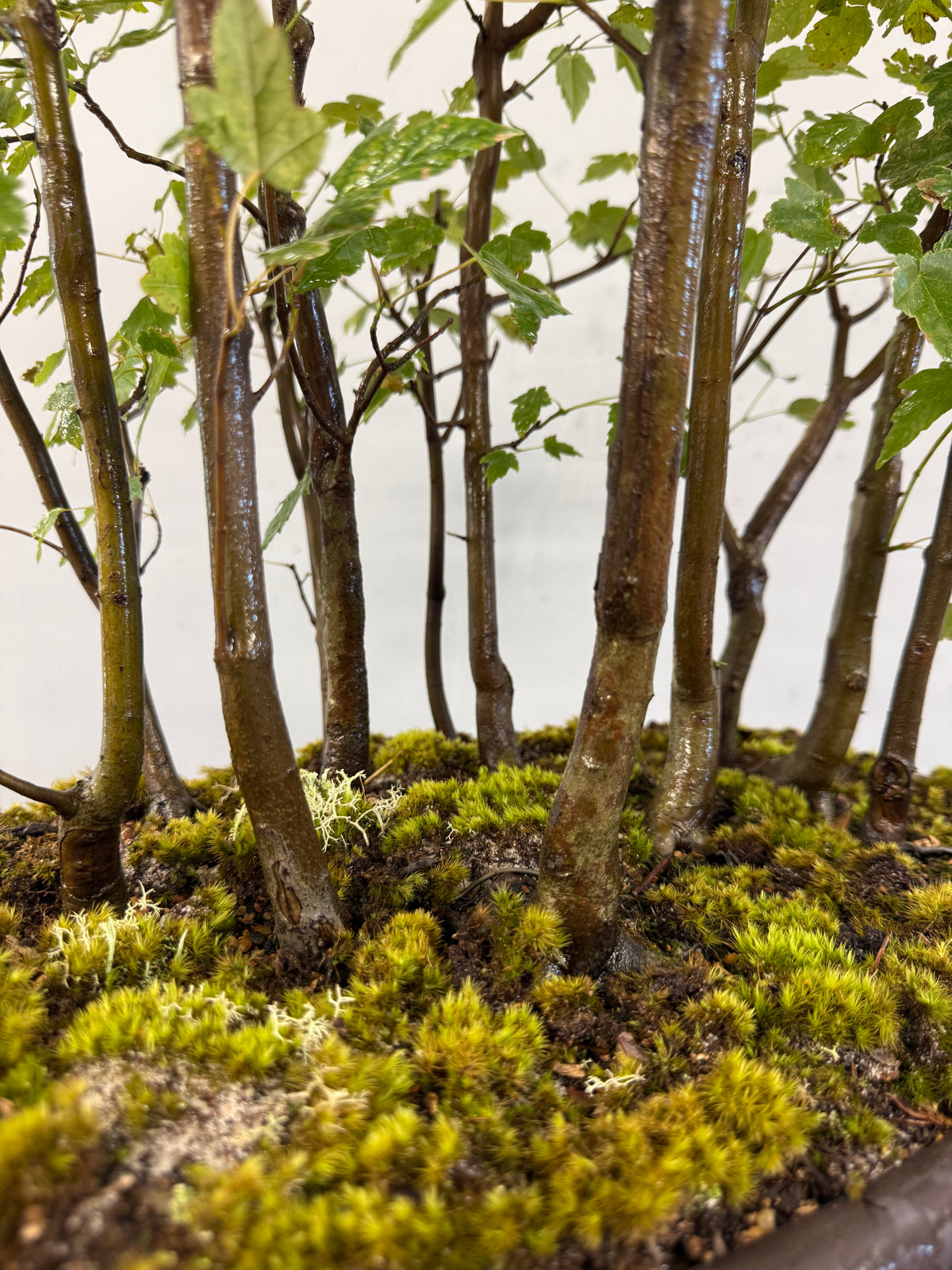Florida Red Maple Forest Bonsai