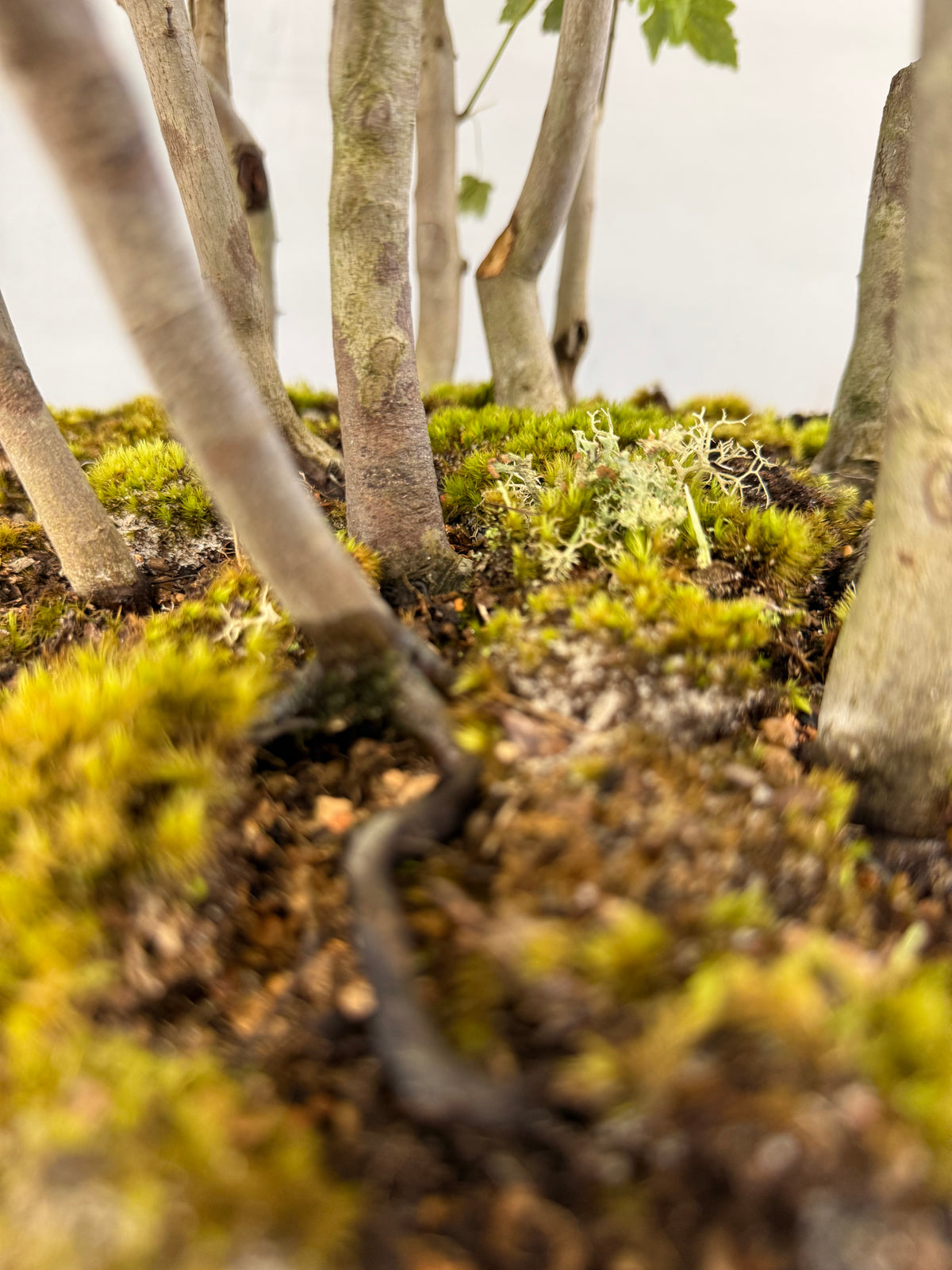Florida Red Maple Forest Bonsai