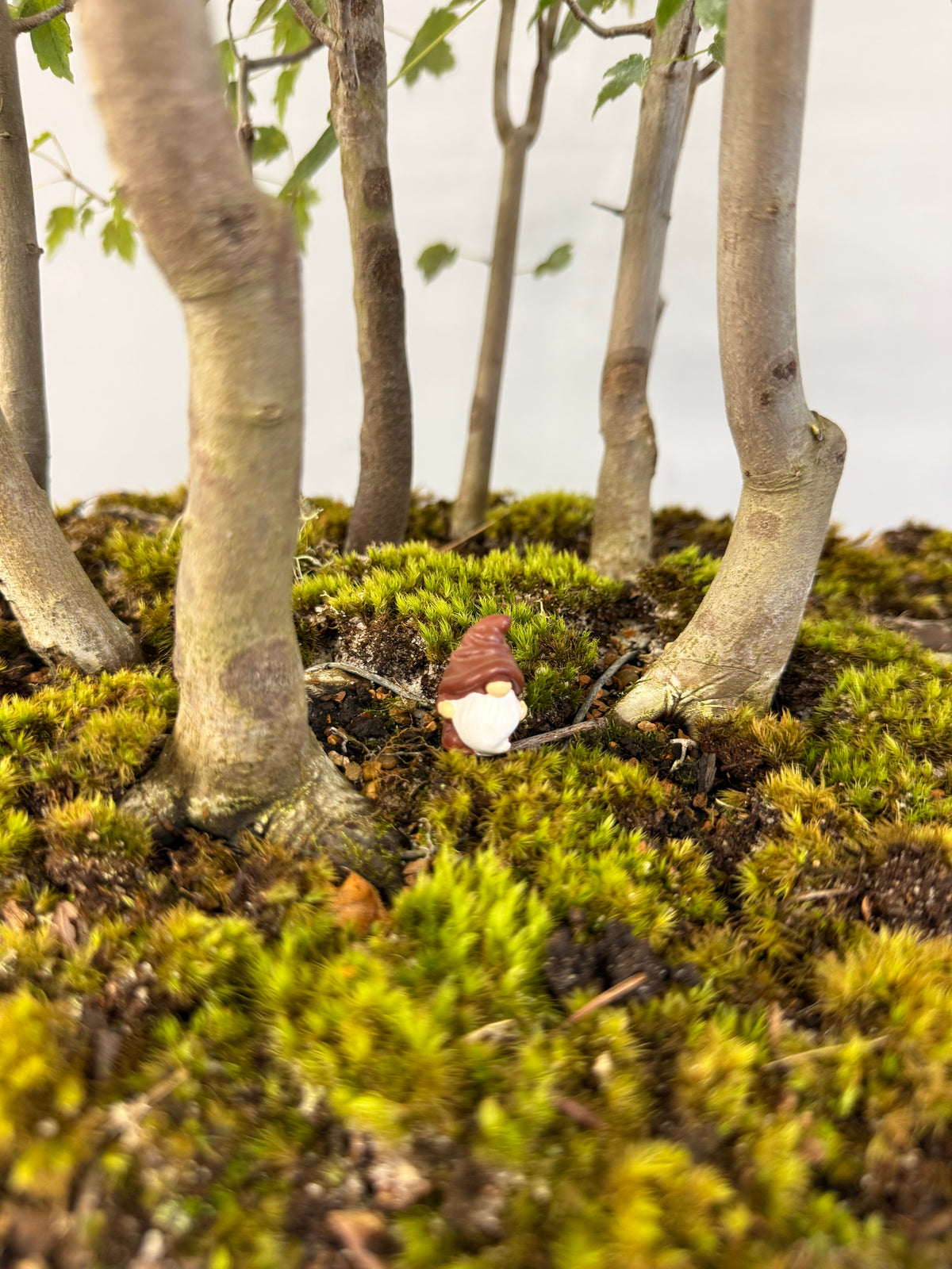Florida Red Maple Forest Bonsai