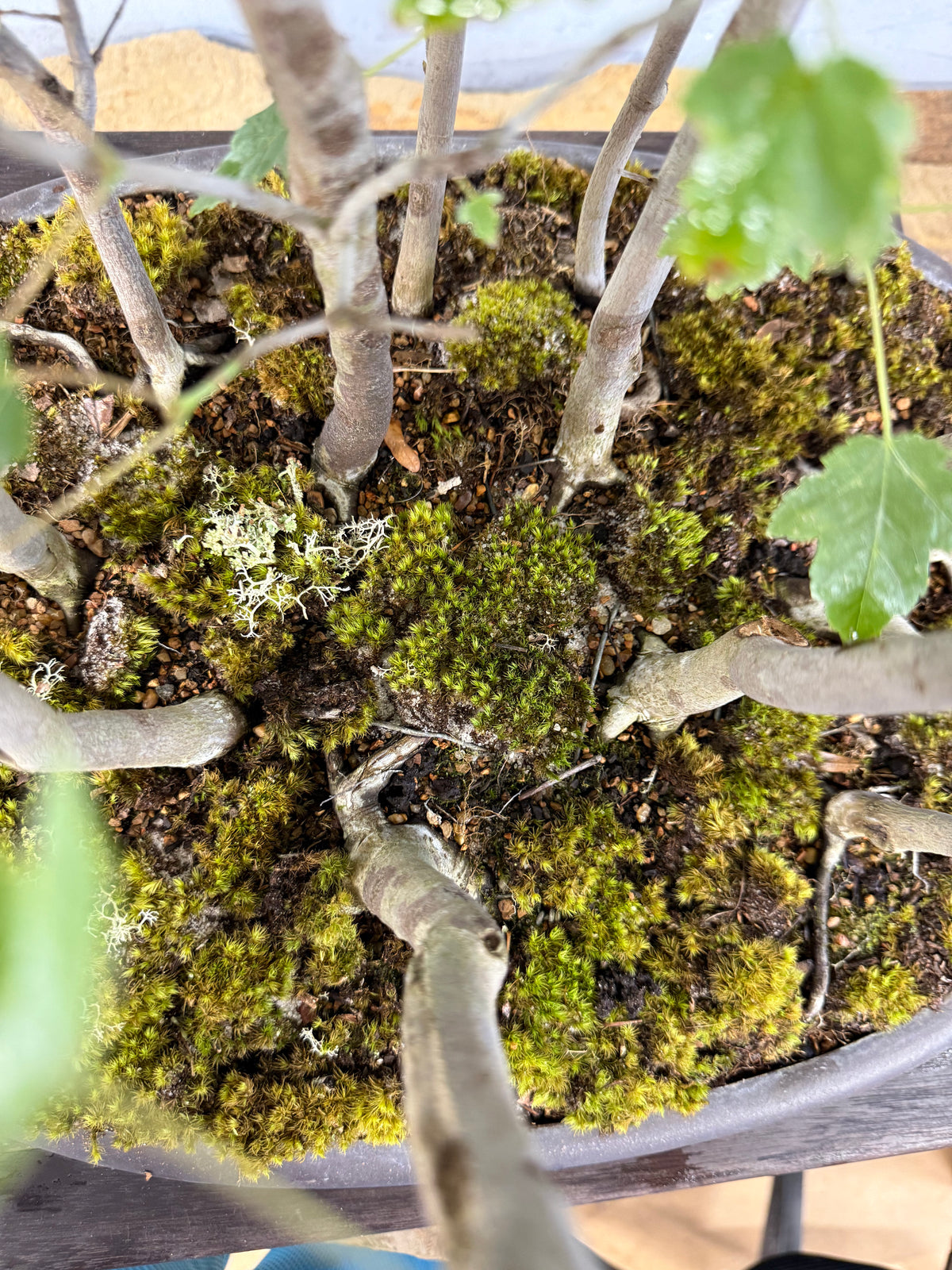 Florida Red Maple Forest Bonsai