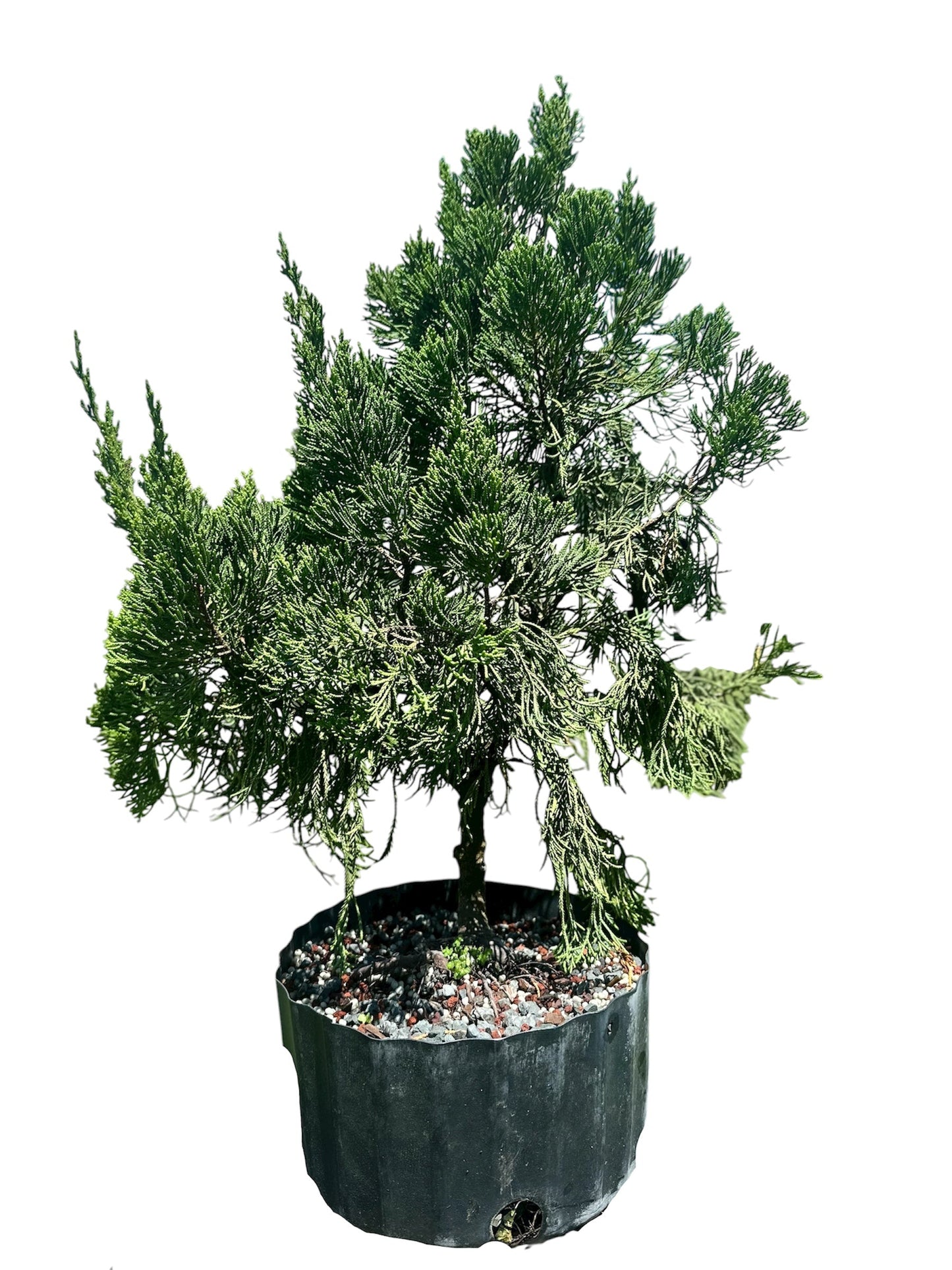 Hollywood Juniper – Kaizuka (Large)