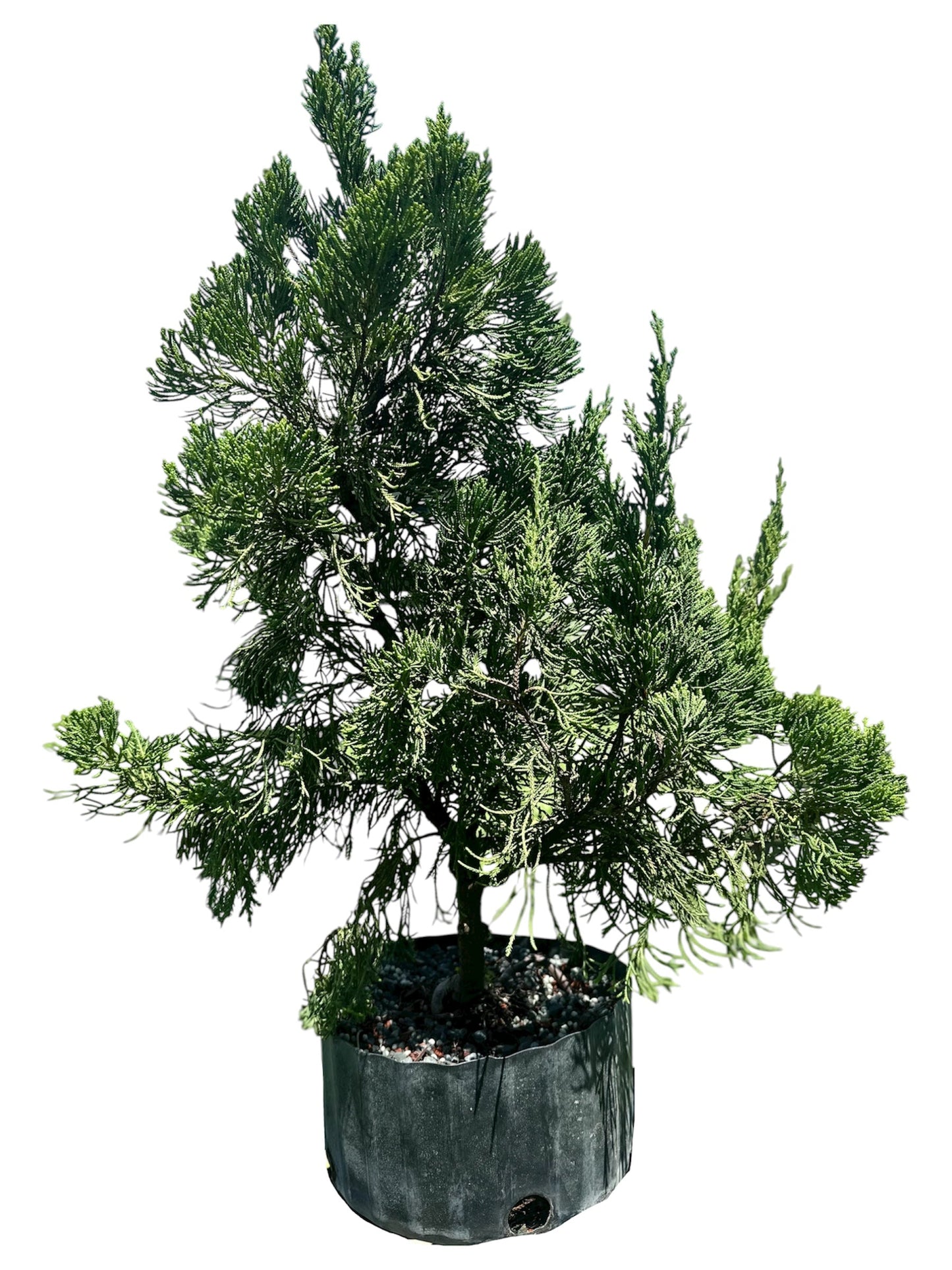 Hollywood Juniper – Kaizuka (Large)