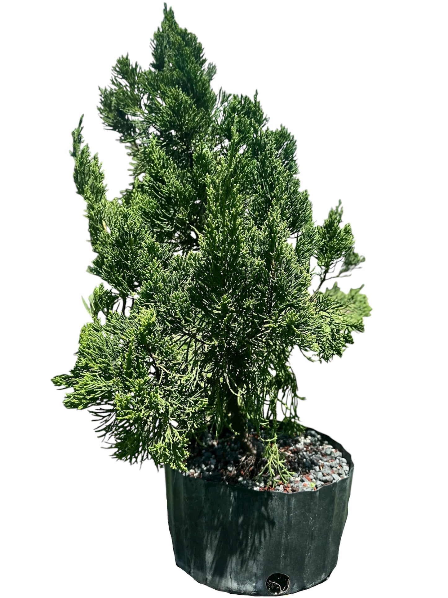 Hollywood Juniper – Kaizuka (Large)