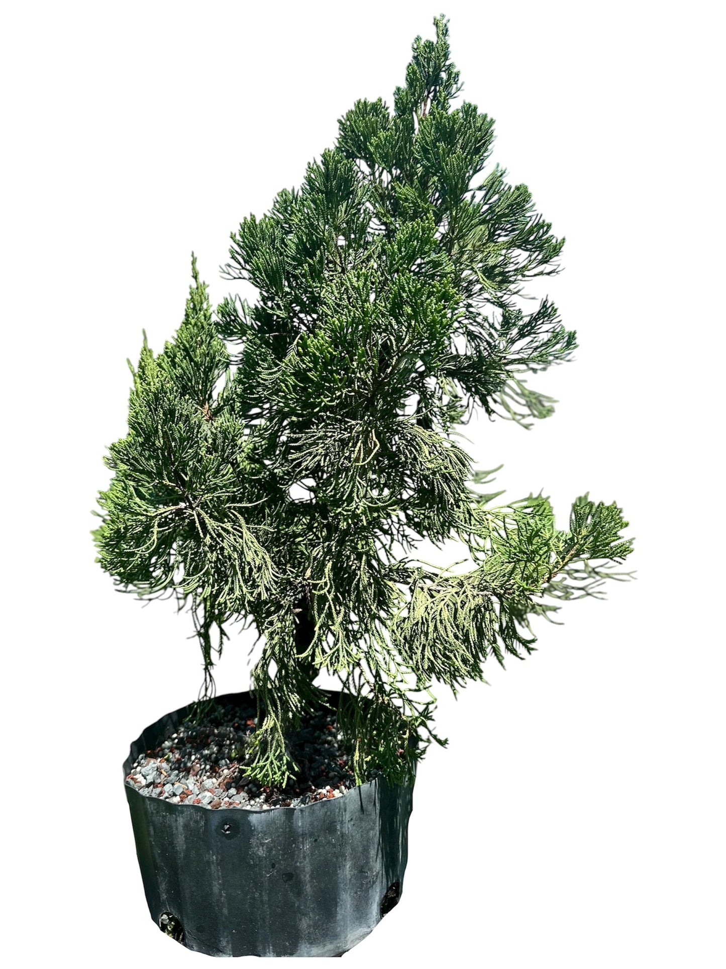 Hollywood Juniper – Kaizuka (Large)