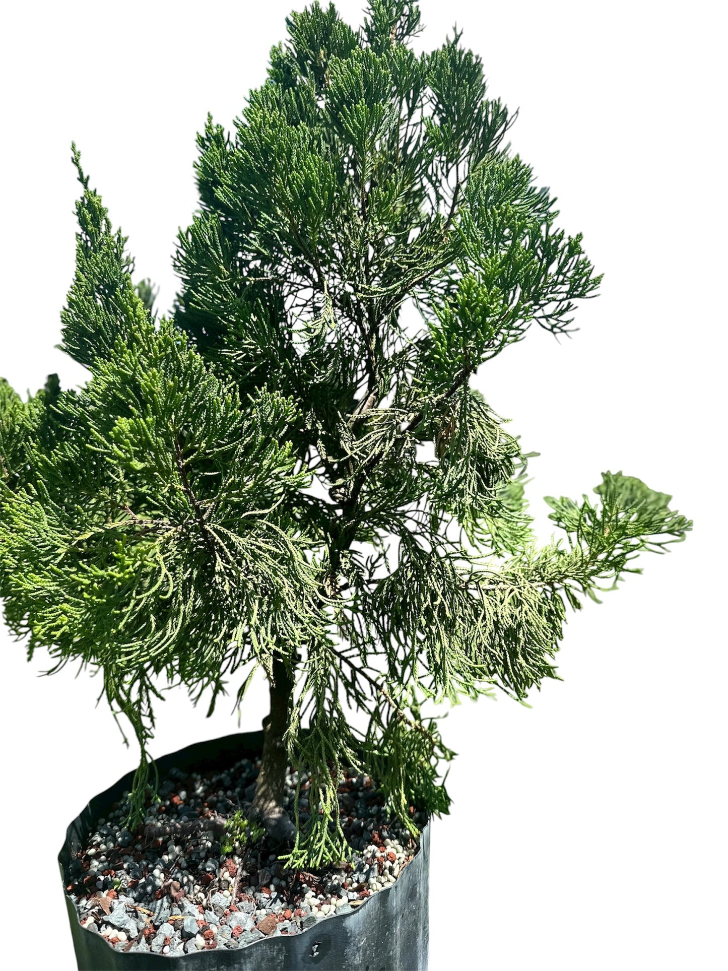 Hollywood Juniper – Kaizuka (Large)
