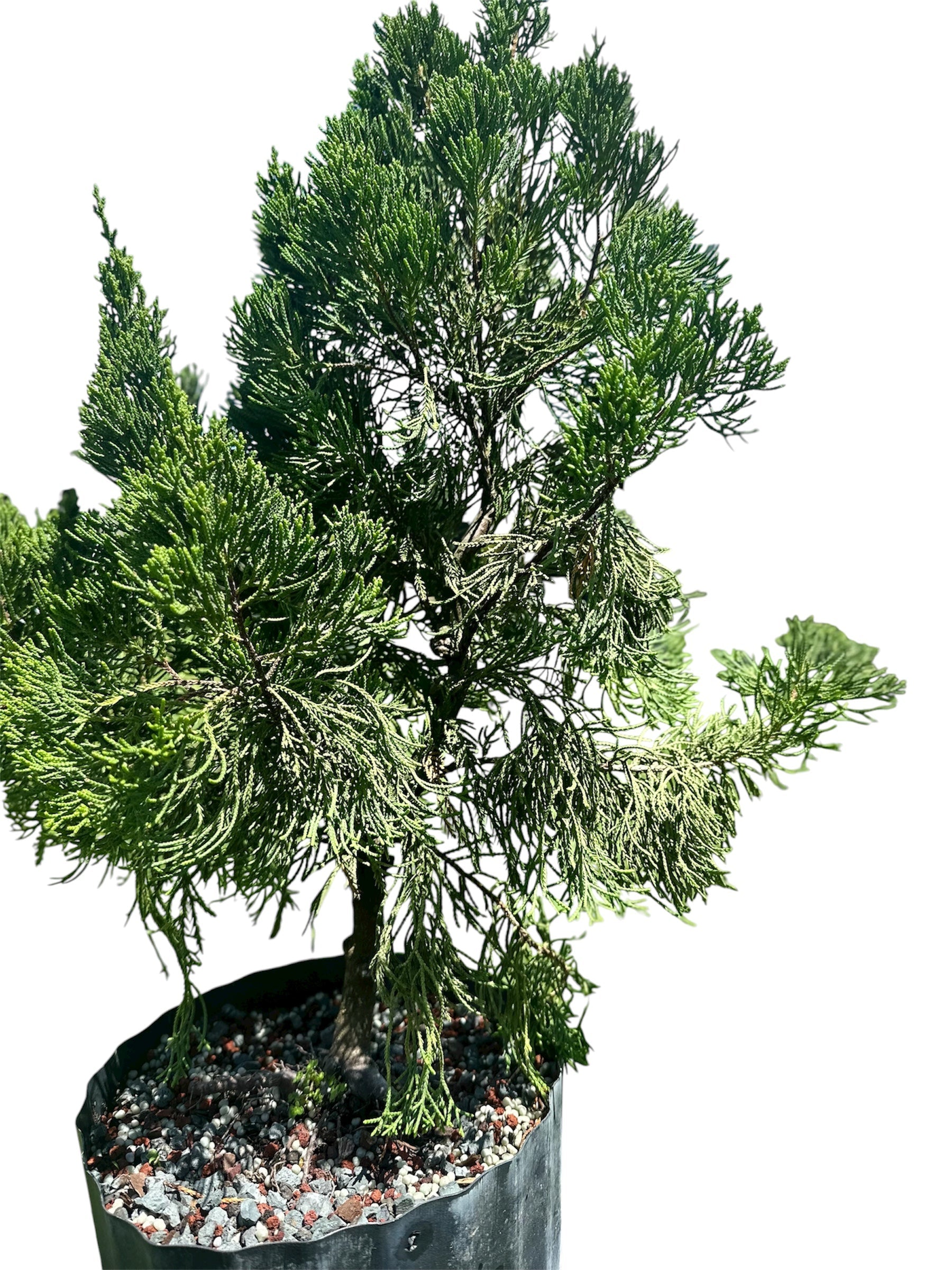 Hollywood Juniper – Kaizuka (Large)