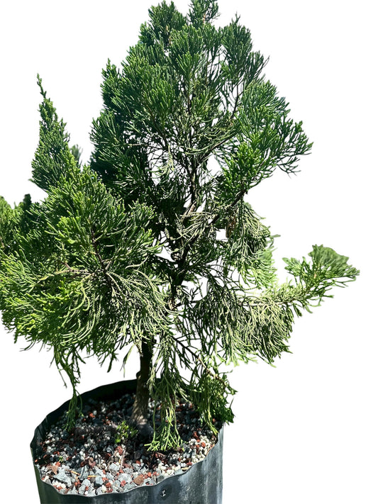 Hollywood Juniper – Kaizuka (Large)