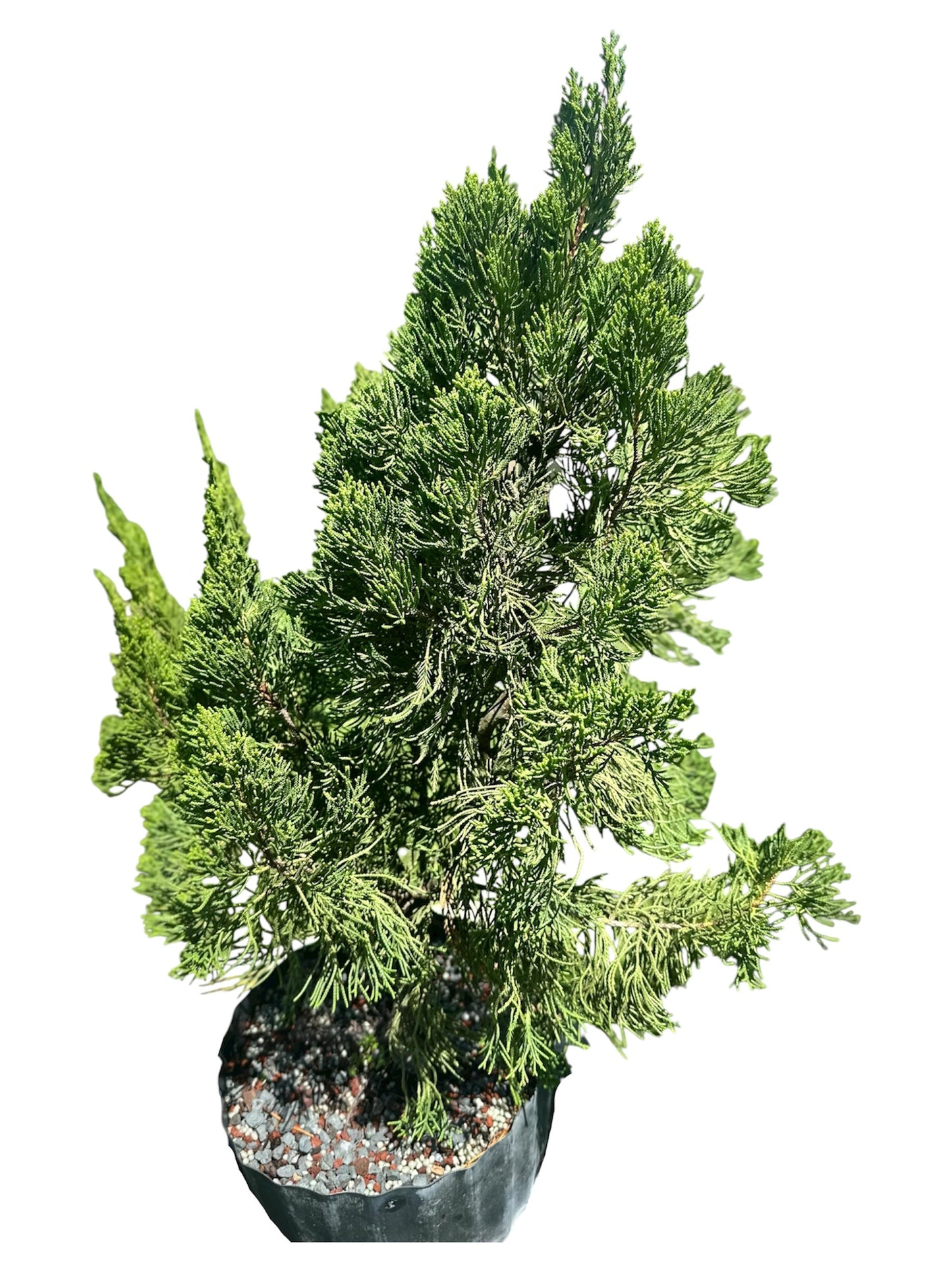 Hollywood Juniper – Kaizuka (Large)