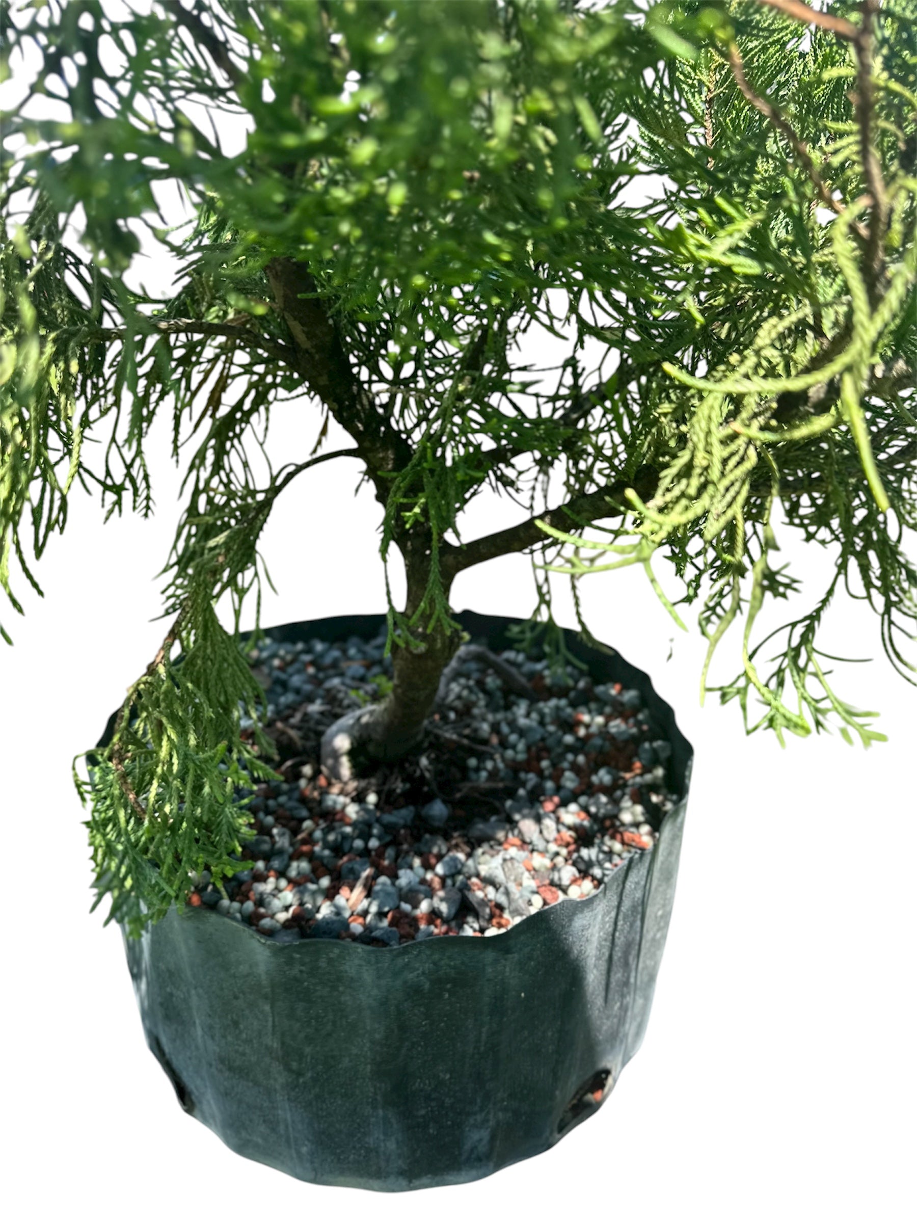 Hollywood Juniper – Kaizuka (Large)
