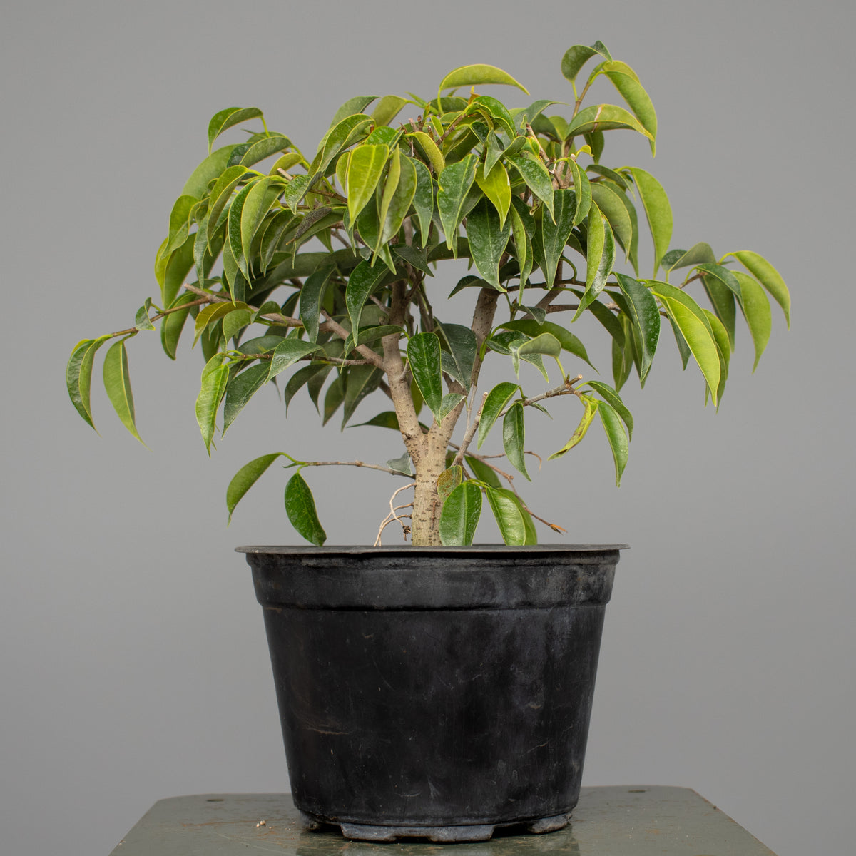 Oriental Ficus