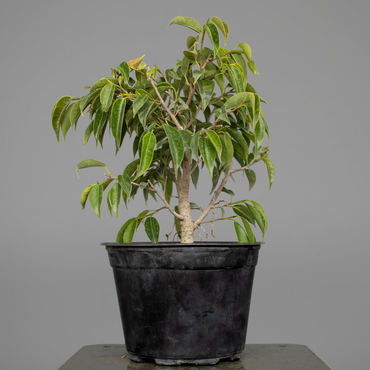 Oriental Ficus