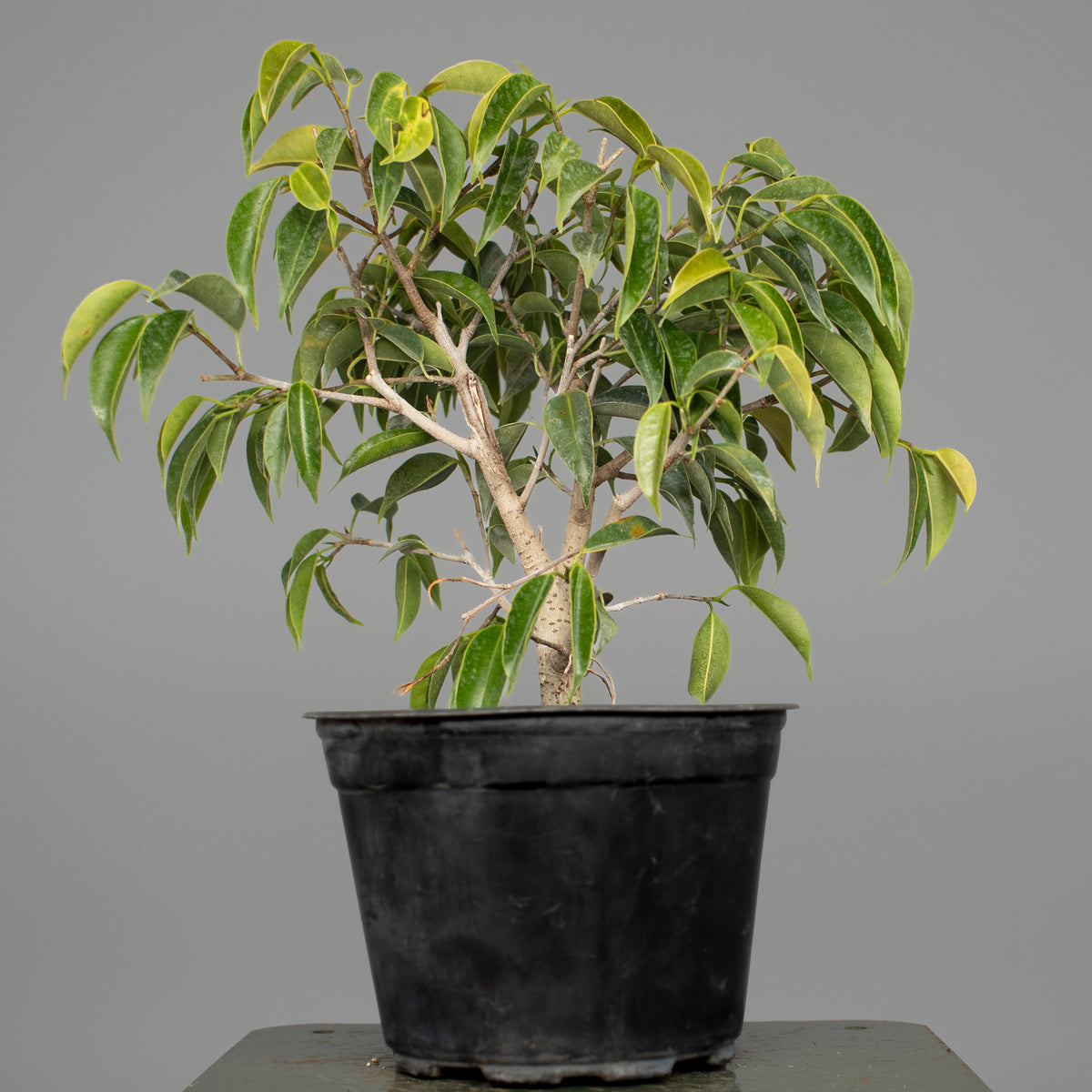 Oriental Ficus