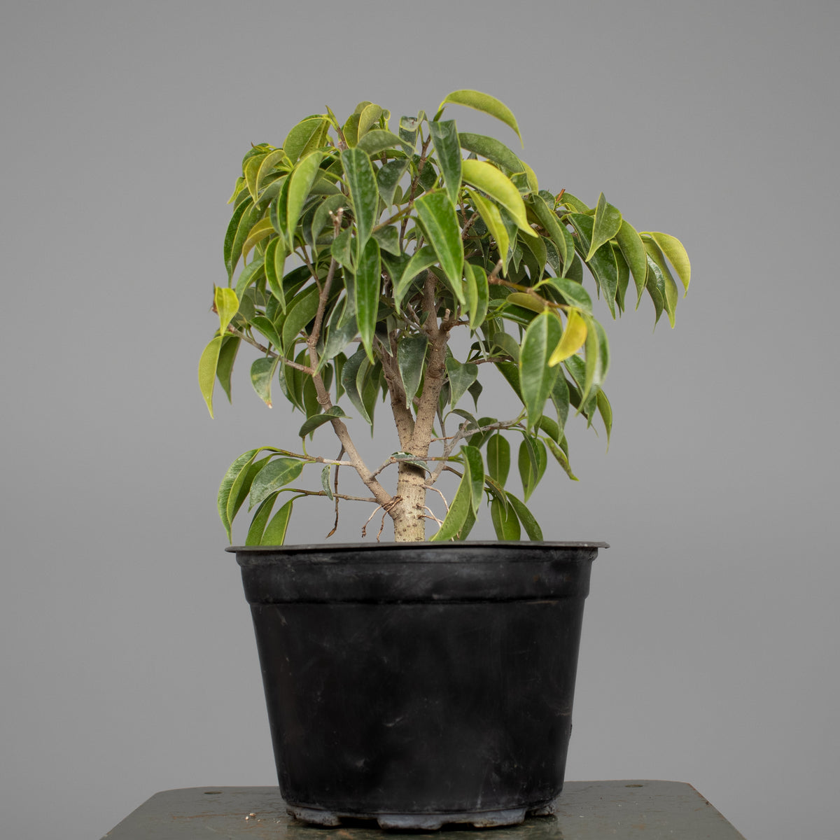 Oriental Ficus