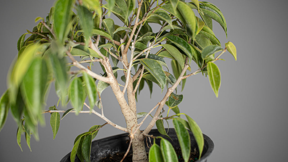 Oriental Ficus