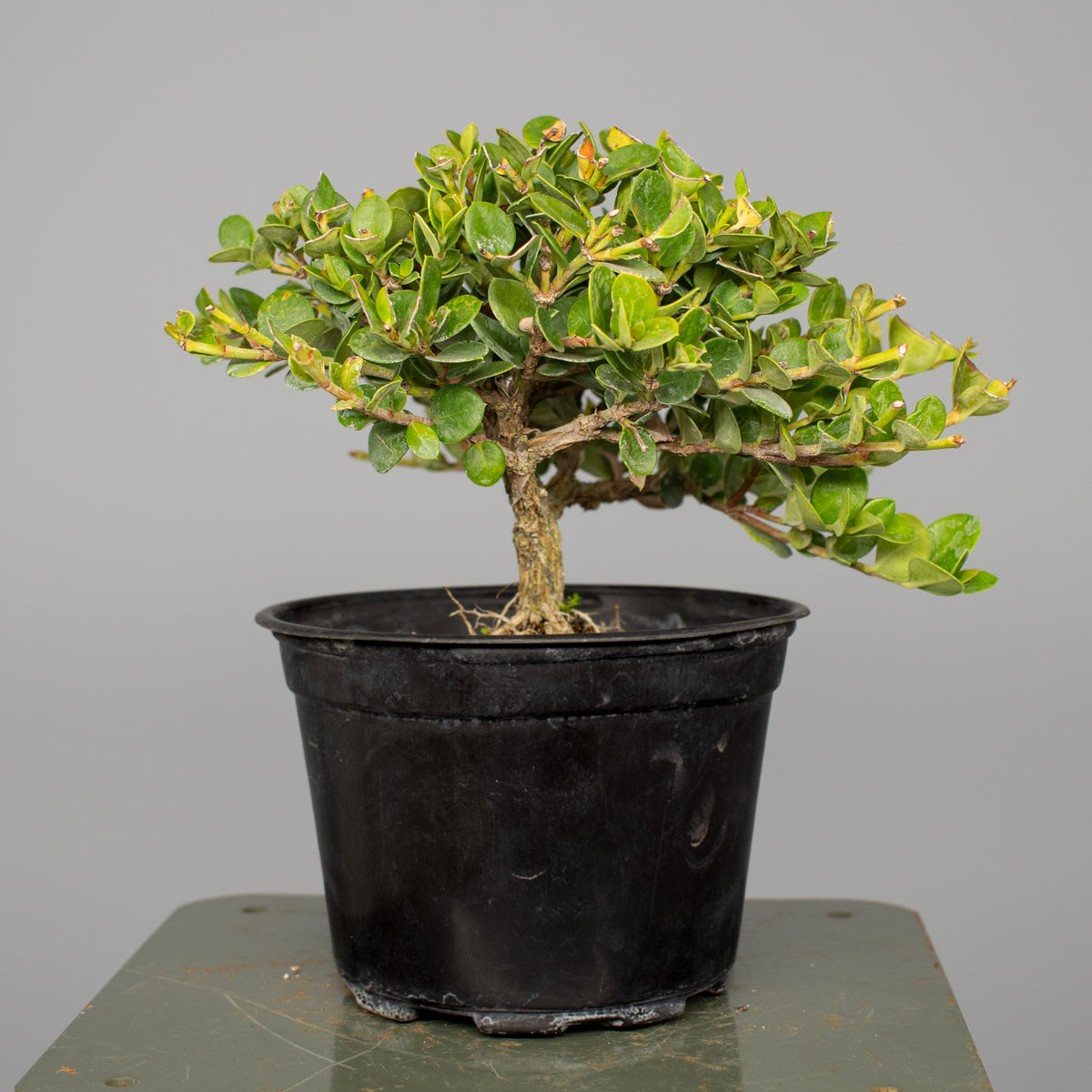 Natal Plum