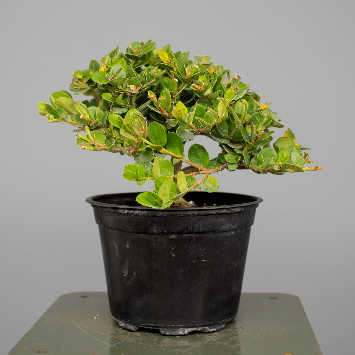 Natal Plum