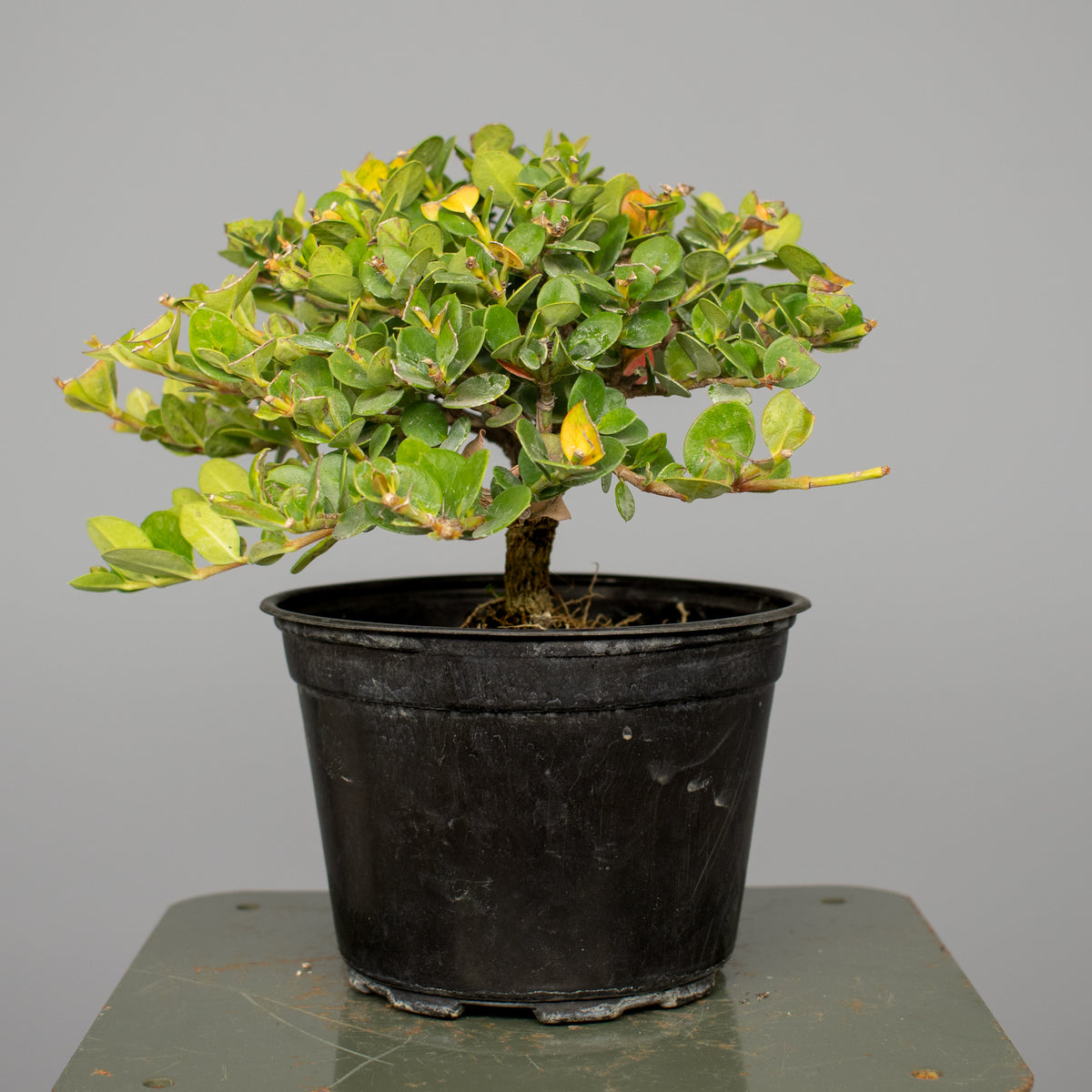 Natal Plum