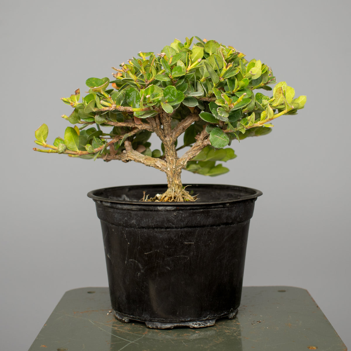 Natal Plum