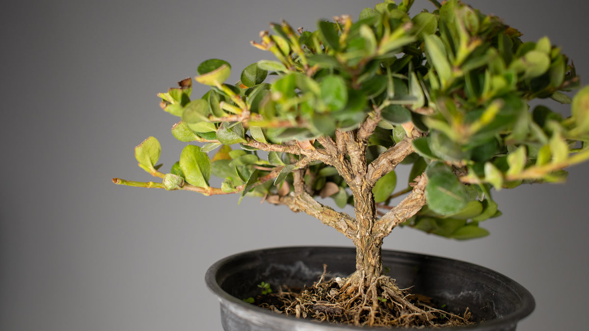 Natal Plum