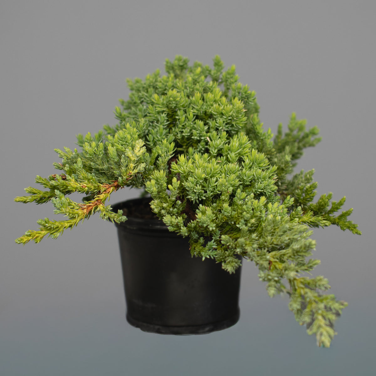 Juniper Nana