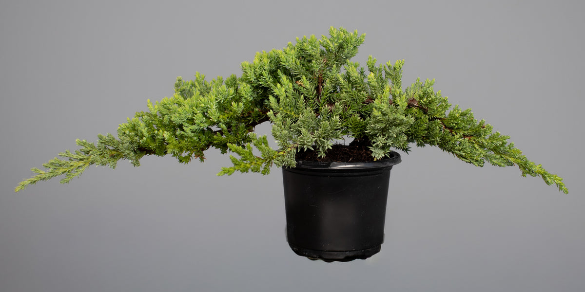 Juniper Nana