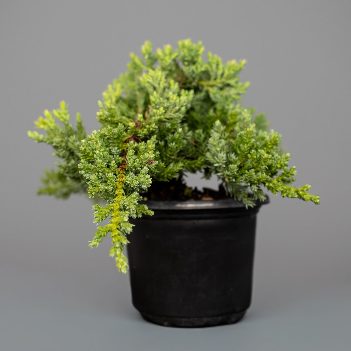 Juniper Nana