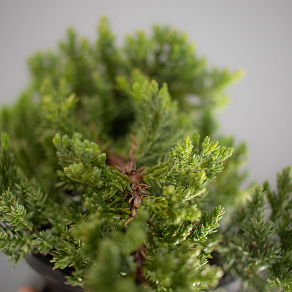 Juniper Nana