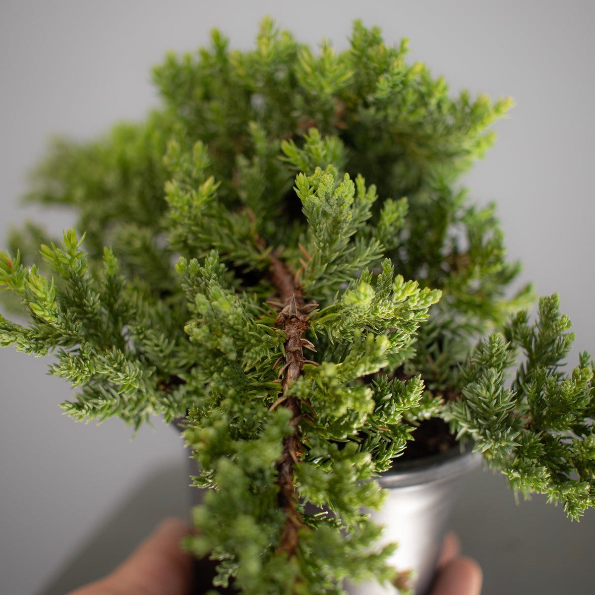 Juniper Nana