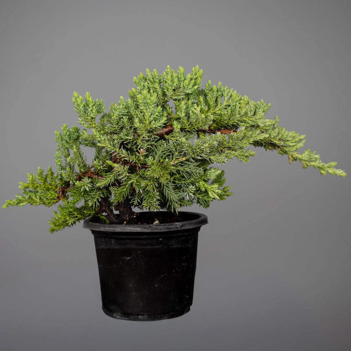 Juniper Nana