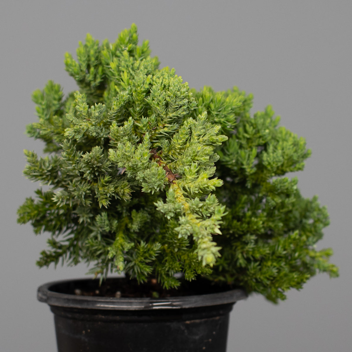 Juniper Nana