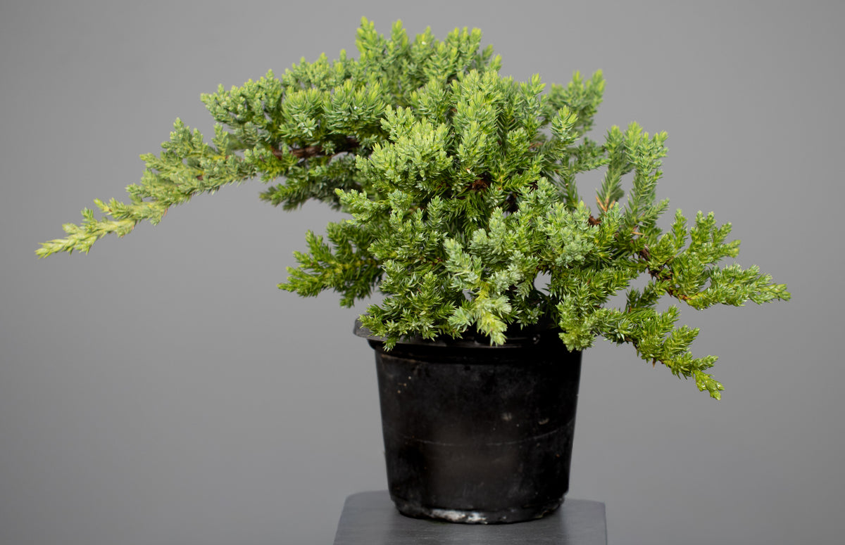 Juniper Nana