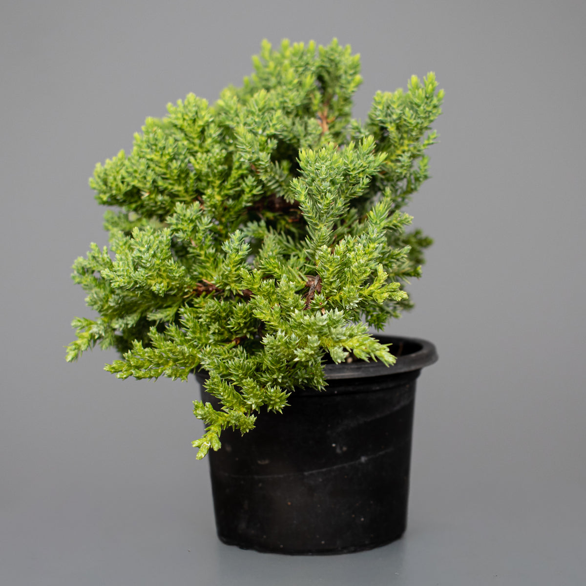 Juniper Nana