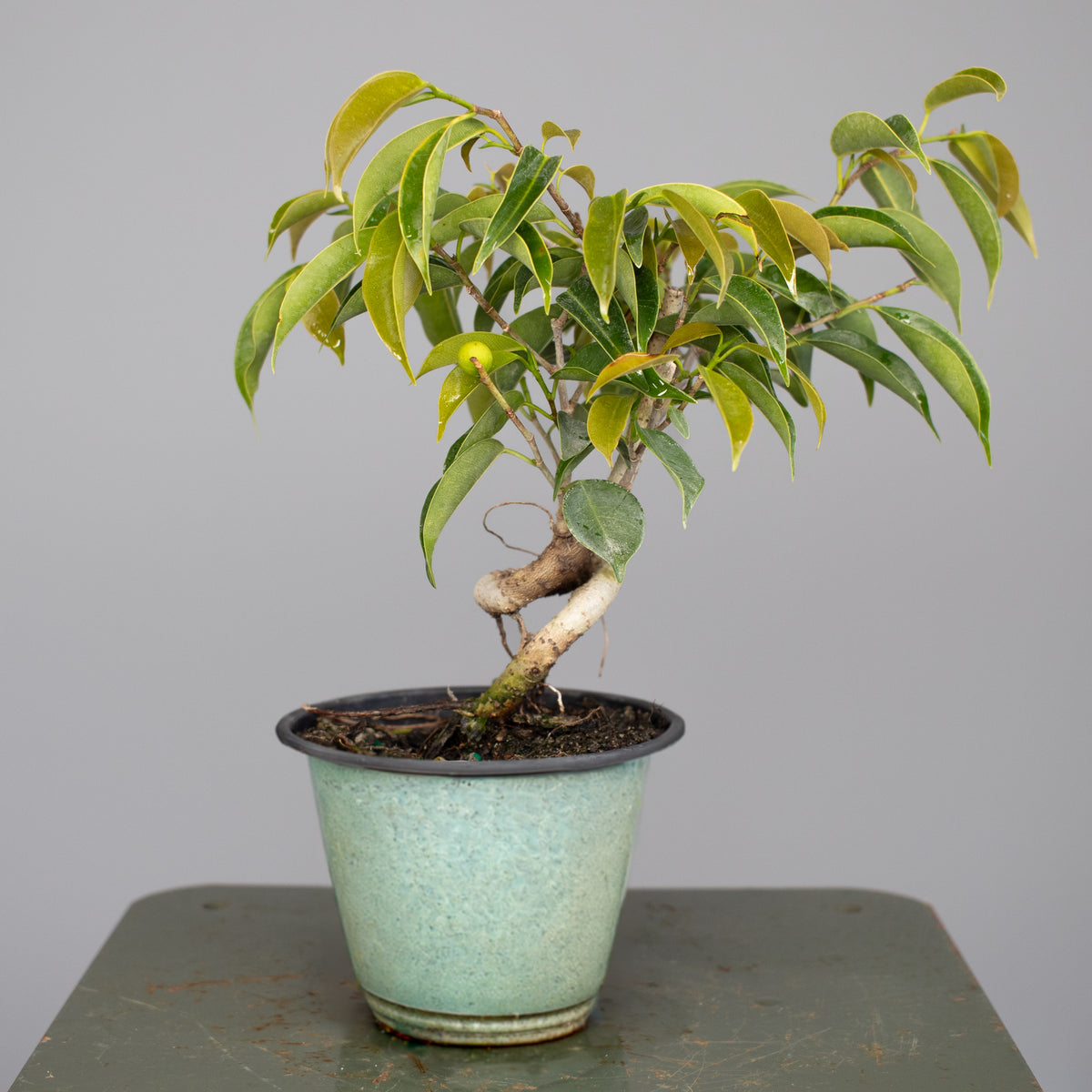 Twisted Oriental Ficus