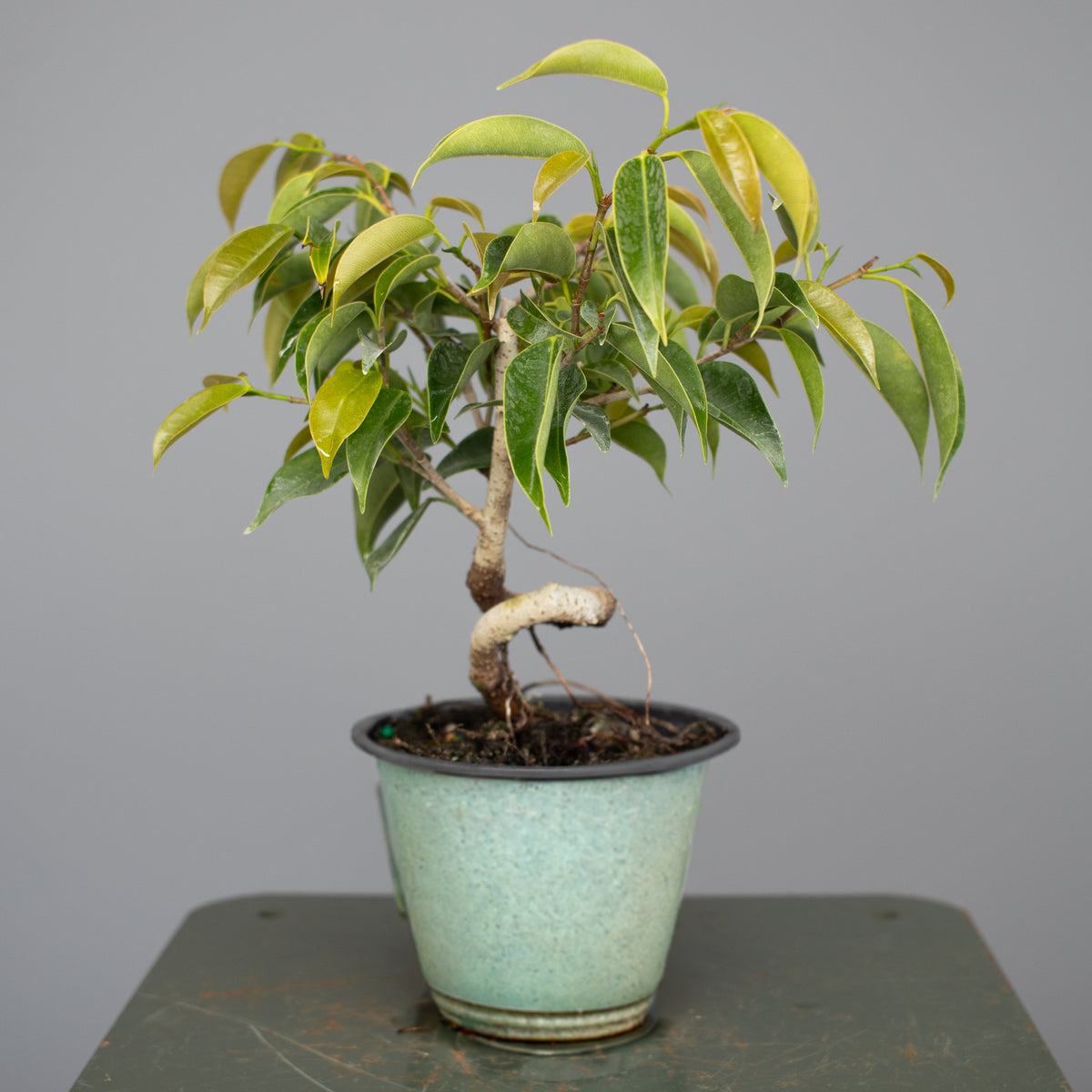 Twisted Oriental Ficus