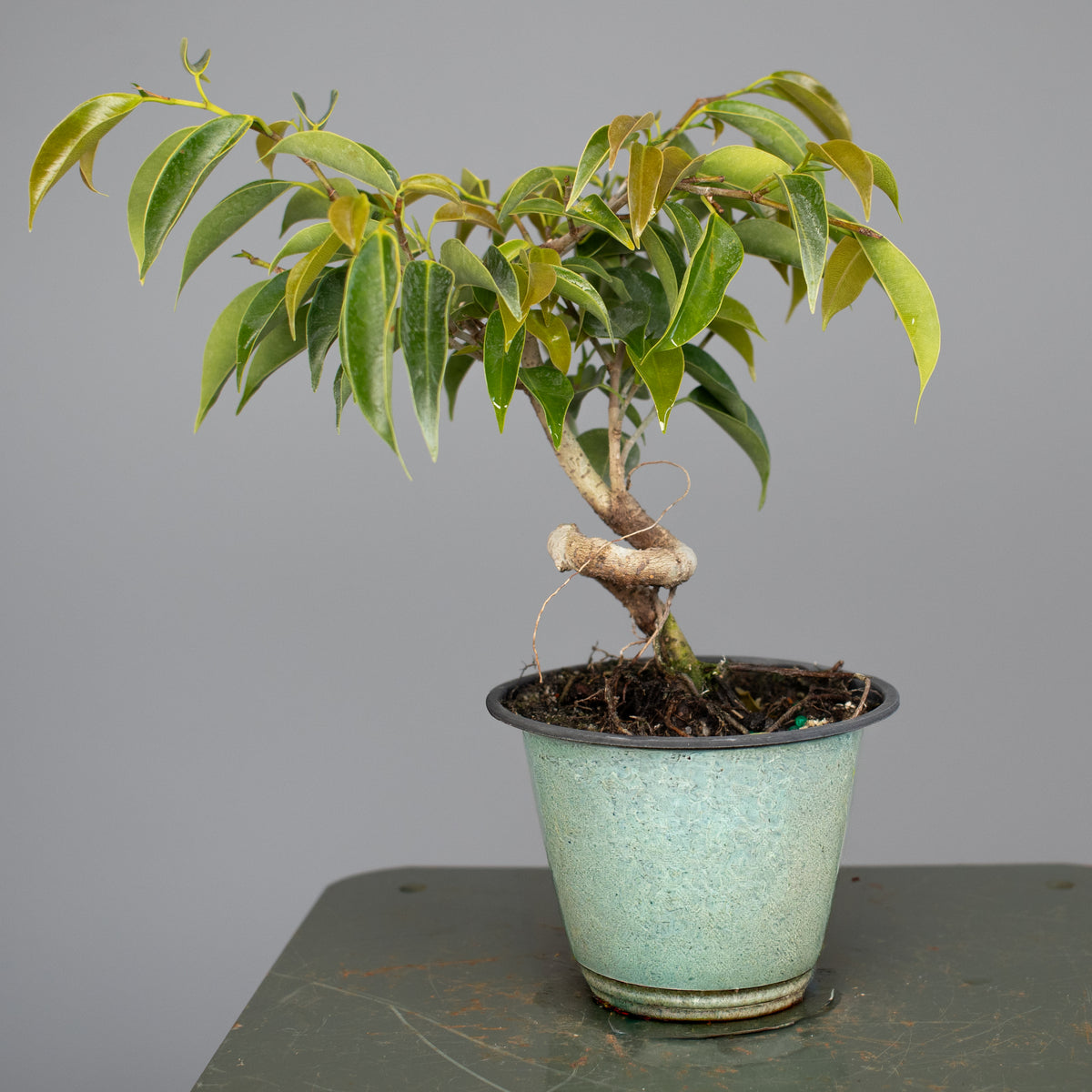 Twisted Oriental Ficus