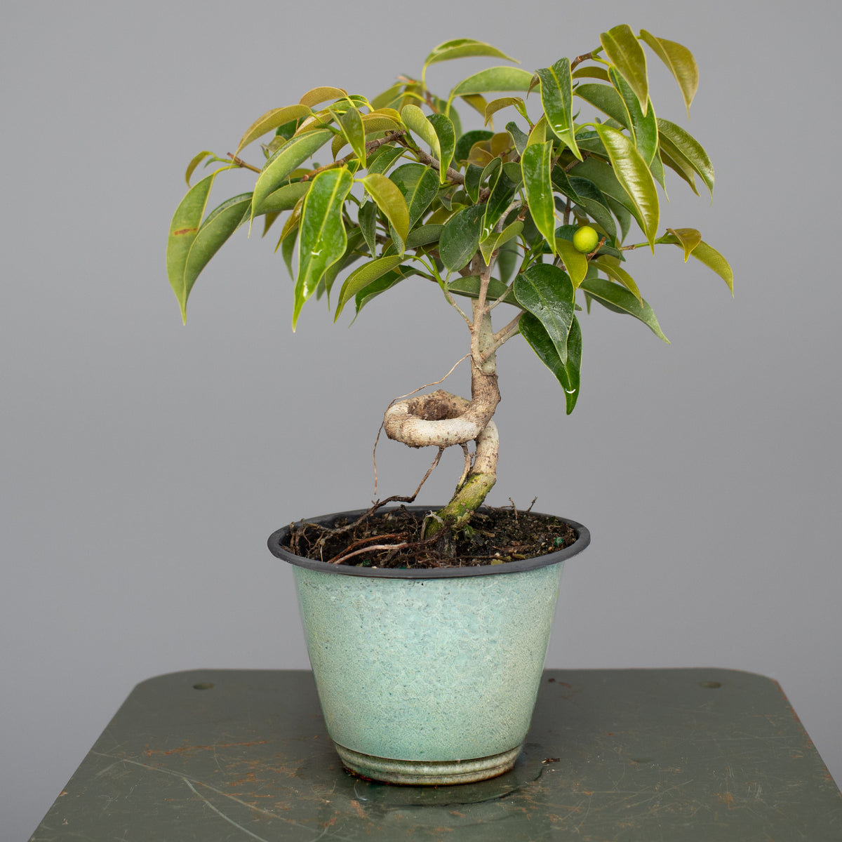 Twisted Oriental Ficus
