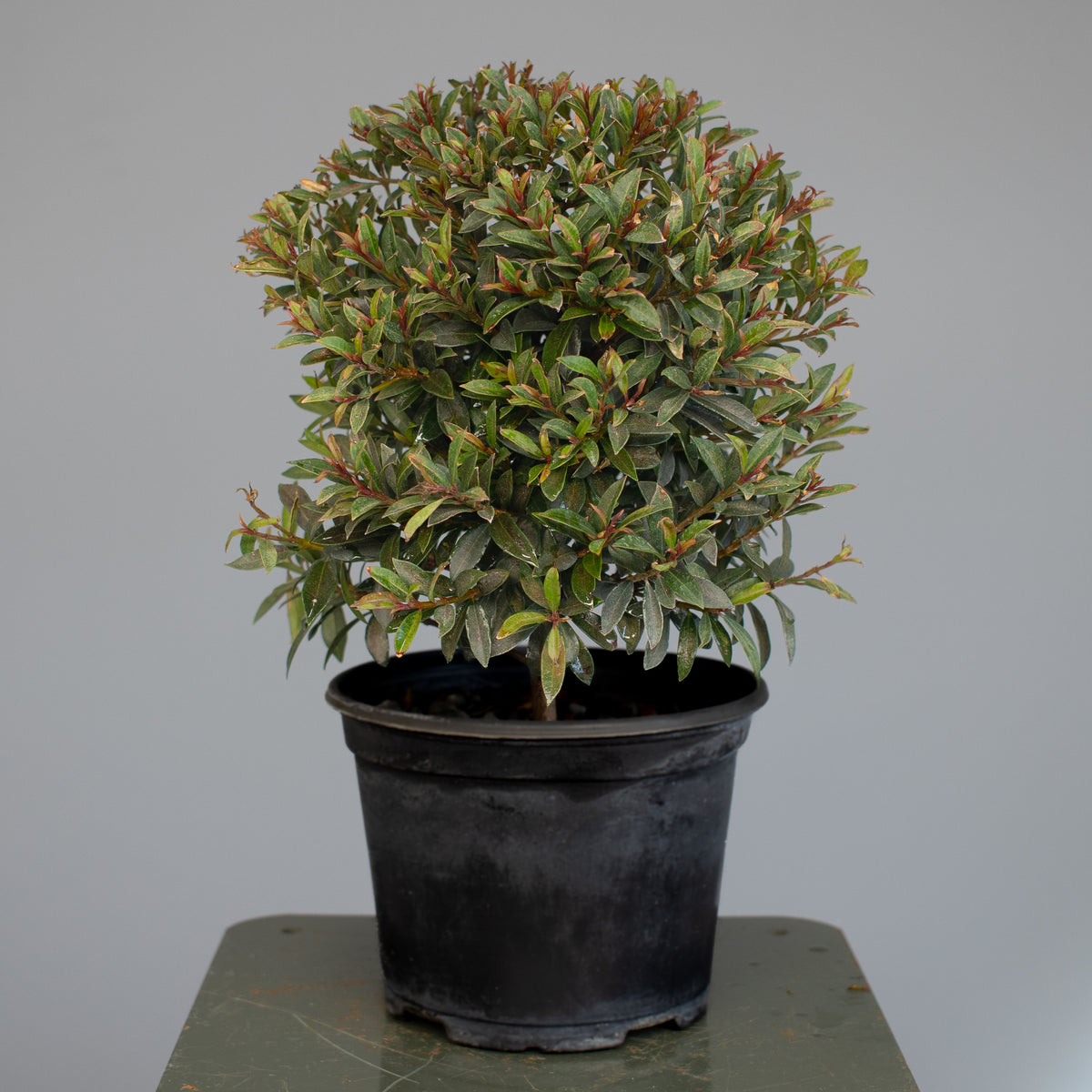 Brush Cherry