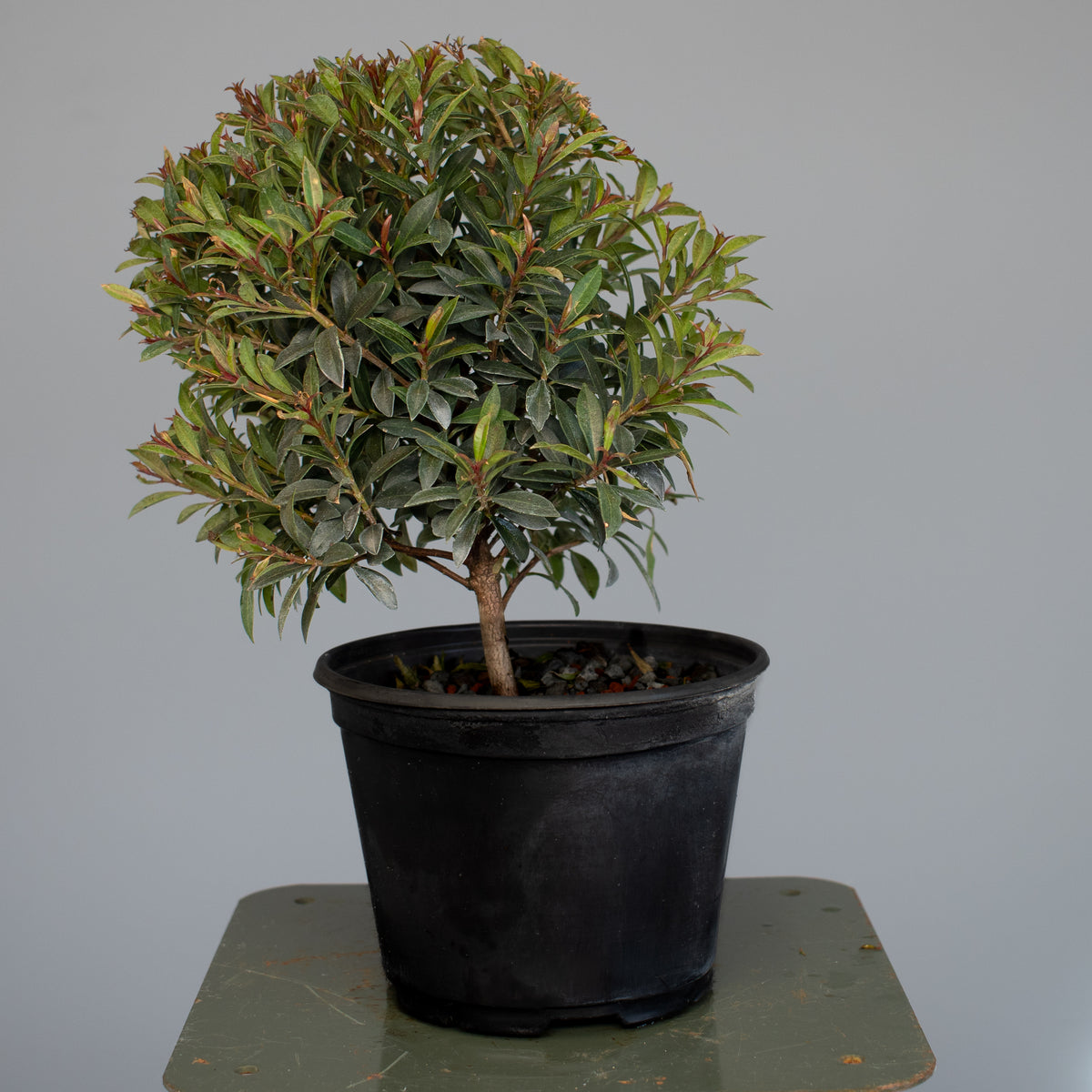 Brush Cherry