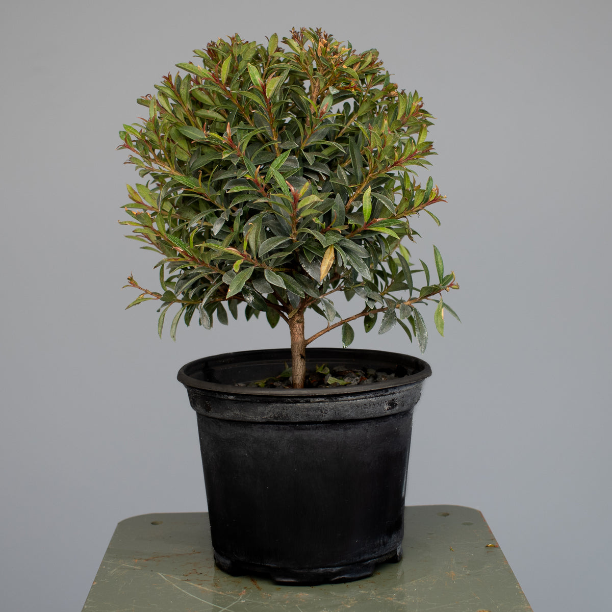 Brush Cherry