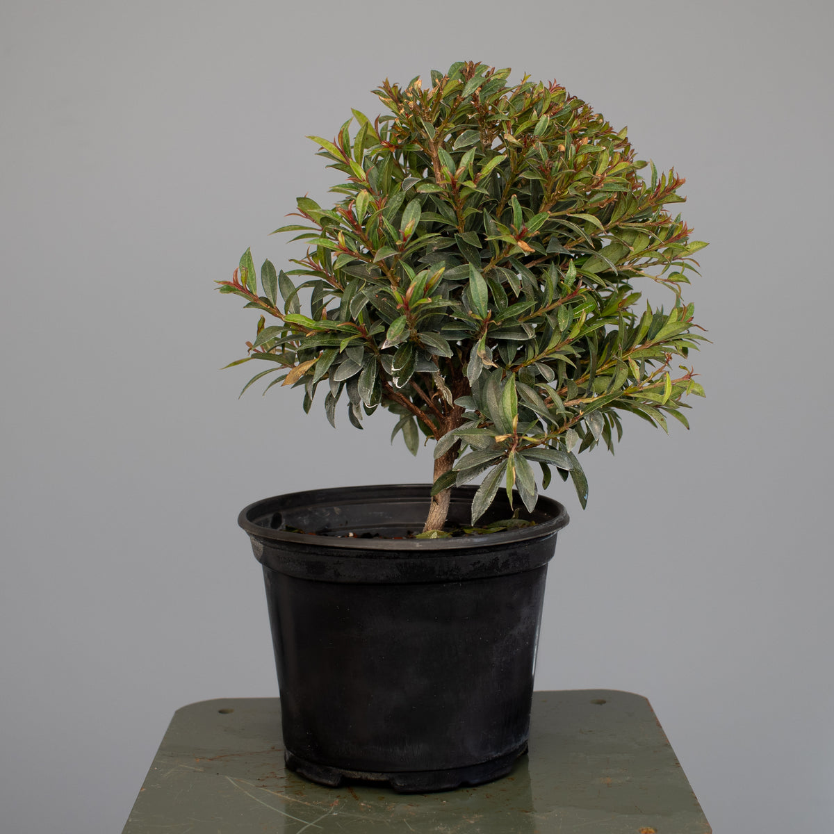 Brush Cherry